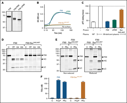 Studies of the FXII PRR. (A) FXII-ΔPRR. Nonreducing sodium dodecyl sulfate–polyacrylamide gel electrophoresis (SDS-PAGE) of purified wild-type FXII (left), and the FXII-HCD chimera FXII-PRR and FXII lacking the amino acids Thr278 and Leu338 comprising the FXII PRR (FXII-ΔPRR; right). Each lane was loaded with 2 μg of protein. Positions of molecular mass standards in kilodaltons are shown to the left of the image. (B) Autoactivation. Two hundred nanomolar FXII (blue), FXII-ΔPRR (green), or FXII-Ser340 467 (mustard) were incubated with S-2302 (200 μM) and poly-P (70 μM). Reactions without surface are indicated by the dashed lines. Changes in optical density (OD) of 405 nm were continuously monitored on a spectrophotometer. (C) aPTT assays. Shown are average clotting times (±1 standard deviation) for normal plasma (NP) or FXII-deficient plasma supplemented with the recombinant proteins (400 nM) listed in panel B. (D) Autoactivation of FXII and FXII-Ser340 467. FXII or FXII-Ser340 467 (200 nM) were incubated with 70 μM of poly-P (PP), 20 μM of ellagic acid (EA), or 10 μg/mL of dextran sulfate (DS). After 3 hours, samples were removed and size fractionated by reducing SDS-PAGE (12% polyacrylamide). (E) Activation of FXII and FXII-Ser340 467 by PKa. FXII or FXII-Ser340 467 (200 nM) were incubated with 25 nM of PKa at 37°C. After 1.5 hours, samples were removed into nonreducing (left) or reducing (right) buffer. For panels D and E, controls (C) are unincubated proteins. Note that the FXII-Ser340 467 preparation had traces of light chain, but it does not increase in the presence of a surface. For panels D and E, positions of standards for zymogen FXII and the heavy and light chains of FXIIa are indicated at the right of the image. Positions of molecular mass standards in kilodaltons are shown to the left of the images. (F) Activation of FXII and FXII-Ser340 467 by PKa chromogenic assay. Aliquots of the reactions described in panels D and E were tested for FXIIa generation using a chromogenic substrate assay. Results were compared with a standard curve constructed with purified FXIIa.