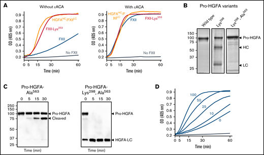 Studies of the FXII KNG domain. (A) PK (60 nM) was incubated with S-2302 (200 μM) and 6 nM of FXII (blue), FXII-Lys253 (red), HGFAHC/FXIILC (orange), or vehicle (steel blue), without ε-ACA (left) or with 100 mM of ε-ACA (right) at 37°C. (B) Pro-HGFA Lys298 variants. Nonreducing sodium dodecyl sulfate–polyacrylamide gel electrophoresis (SDS-PAGE) of purified wild-type Pro-HGFA (left), Pro-HGFA-Lys298 (center), and Pro-HGFA-Lys298 with the active site serine replaced with alanine (Pro-HGFA-Lys298, Ala563). Each lane was loaded with 2 μg of protein. Positions of markers for zymogen Pro-HGFA and the heavy and light chains of HGFA are shown to the right of the image. Positions of molecular mass standards in kilodaltons are shown to the left of the image. (C) Pro-HGFA activation in the absence of a surface. Pro-HGFA-Ala563 (left) or Pro-HGFA-Lys298, Ala563 (right), 260 nM each, were incubated with 26 nM of thrombin in the absence of a surface. At indicated times, samples were removed and size fractionated by reducing SDS-PAGE (12% polyacrylamide gel). Western blots of the gels were developed with an antibody that recognizes the C-terminal hemagglutinin tag added to the proteins. The antibody recognizes Pro-HGFA and HGFALC but will not recognize HGFAHC. The band marked cleaved in the left panel represents Pro-HGFA in which the N-terminal 88 amino acids (Gln1-Arg88) are removed by thrombin. This is not an active HGFA form. (D) Effect of ε-ACA on FXII/PK reciprocal activation. PK (60 nM) was incubated with 6 nM of FXII, S-2302 (200 μM), and varying concentrations of ε-ACA (10-100 mM) in Reaction Buffer at 37°C. For panels A and D, changes in optical density (OD) of 405 nm were continuously monitored on a spectrophotometer.