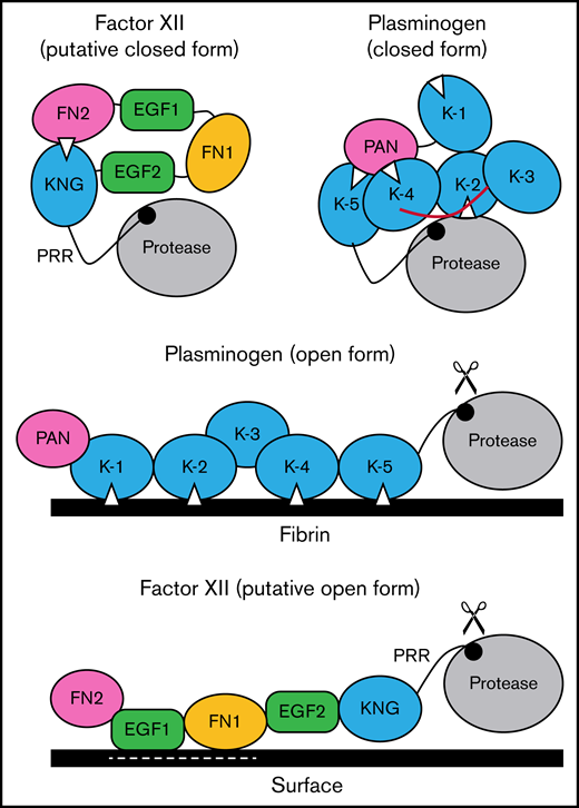 Schematic diagram of a mechanism for regulating FXII activation. The image at the upper left proposes a model for FXII in a closed conformation (in solution) in which the KNG domain binds to lysine/arginine residues elsewhere in the heavy chain through an Asp-X-Asp/Glu lysine-binding motif (represented by the white triangle). In the diagram, the interaction is with residues in the N-terminal FN2 domain; however, the binding site(s) could reside elsewhere in the heavy chain. In the closed conformation, access to the FXII activation cleavage site (the Arg353-Val354 peptide bond, represented by the black circle) is limited, probably through steric interference by an unknown part of the heavy chain. The model was created after consideration of similarities between properties of FXII and the fibrinolytic protease plasminogen. The image at the upper right is a model for Glu-plasminogen based on reported crystal structures.39,40 In unbound Glu-plasminogen, lysine and arginine residues in the N-terminal PAN domain bind to lysine-binding motifs on KNG (K) 4 and K-5. The lysine-binding site on K-2 interacts with the protease domain, while the site on K-1 is unbound. In this closed conformation, the activation cleavage site (Arg561-Val562 peptide bond) is masked by the linker between K-3 and K-4 (highlighted in red), rendering the protein relatively resistant to activation by tissue plasminogen activator and urokinase. Plasminogen binding to fibrin (center) is initiated by docking of K-1 to lysine residues on fibrin. Ultimately, lysine-binding sites on K-2, K-4, and K-5 also engage basic residues on fibrin, resulting in an open conformation with an accessible activation cleavage site (indicated by scissors). The lysine-binding interactions between the PAN domain and K-4 and K-5 in the closed conformation are disrupted by binding to fibrin. A similar process may occur when FXII binds to a negatively charged surface. Here, surface binding is through EGF1 and possibly the FN1 domain. The lysine-binding interaction involving KNG is disrupted, exposing the activation cleavage site (indicated by scissors).