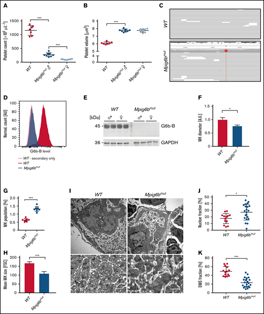 Single-nucleotide mutation within Mpig6b results in severe macrothrombocytopenia and impaired MK maturation. Platelet count (A) and volume (B) in 10-week-old female and male WT and Mpig6bmut mice were assessed with an automated blood cell analyzer. Values are the mean ± SD. Unpaired, 2-tailed Student t test. ***P < .001. (C) Identification of a mutation in a splice acceptor site of Mpig6b in Mpig6bmut mice by whole-exome sequencing. The G>A single-nucleotide exchange in Mpig6b was present in all reads in mutant but not in WT mice. (D-E) Absence of G6b-B was validated in Mpig6bmut platelets by flow cytometry (D) and immunoblot analysis (C-terminal antibody) using enhanced chemoluminescence (E). (F) WT and Mpig6bmut MKs were differentiated in vitro in the presence of TPO and analyzed by brightfield microscopy. Mean MK diameter was determined manually with ImageJ software. At least 30 MKs per culture were analyzed. Values are mean ± SD (n = 3). Unpaired, 2-tailed Student t test. *P < .05. (G) The αIIbβ3+ cell population in whole BM of WT or Mpig6bmut mice was analyzed by flow cytometry. Values are mean ± SD (n = 8). Unpaired, 2-tailed Student t test. ***P < .001. (H) Mean size of native MKs was analyzed ex vivo by flow cytometry. Values are mean ± SD (n = 4). Unpaired, 2-tailed Student t test. ***P < .001. (I) Demarcation membrane system maturation in WT and Mpig6bmut BM MKs was visualized by transmission electron microscopy, constrasted by osmium tetroxide and stained with uranly acetate/lead citrate. Bars represent 3 µm; insets: 1.5 µm. Nuclear (J) and DMS (K) fraction in relation to cell size were quantified manually using ImageJ software. At least 7 MKs per mouse were analyzed. Values are mean ± SD (n = 3). Unpaired, 2-tailed Student t test. *P < .05; ***P < .001.