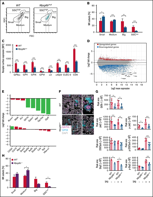 Maturation block in Mpig6bmut MKs involves reduced gene expression and TPO signaling. (A-B) Mean size distribution of WT and Mpig6bmut MKs was analyzed by flow cytometry. (A) Dot plots depicting the proportion of SSChigh MKs and the delineation between small, medium, and large MKs. (B) Values are mean ± SD (n = 6). Unpaired, 2-tailed Student t test. *P < .05; **P < .01; ***P < .001. (C) Mean surface receptor expression on the whole MK population derived from WT and Mpig6bmut mice. Values are mean ± SD (n = 4). Unpaired, 2-tailed Student t test. ***P < .001. (D) MA plot showing upregulation and downregulation of genes in native Mpig6bmut MKs derived from female mice compared with female WT control mice. Black lines point toward downregulated MK-specific genes (eg, Tubb1, Gp6, and Gp1ba). (E) Upregulation and downregulation of MK-associated genes and non-megakaryocytic blood lineage markers in native MKs from female Mpig6bmut mice compared with the respective control (n = 4). Only values with a log2-fold change <1.0 (dotted line) were considered upregulated or downregulated. Cd3d, CD3 δ chain; Csk, C-Src kinase; Fli1, friend leukemia integration 1 transcription factor; Gata1, GATA-binding factor 1; Gfi1b, growth factor-independent 1B transcriptional repressor; Hba-a1, hemoglobin subunit α; Ikzf5, Ikaros family zinc finger protein 5; Matk, megakaryocyte-associated tyrosine-protein kinase; Mpl, myeloproliferative leukemia protein; Mpo, myeloperoxidase; Runx1, runt-related transcriptions factor 1; Stat3, signal transducer and activator of transcription 3. (F) Immunostainings of femora cryosections visualizing GATA-1 expression in WT and Mpig6bmut MKs in situ. Images are representative of 10 fields of view (FOV) per mouse (n = 6). Bars represent 50 µm. (G) Quantification of phosphorylation and/or total levels of GATA-1, Jak2, STAT5a/b, and Shp2 in in vitro–differentiated starved or TPO-stimulated WT and Mpig6bmut MKs analyzed using an automated quantitative capillary-based immunoassay platform; Jess (ProteinSimple). Corresponding representative blots are shown in supplemental Figure 3F. Values are mean ± SD (n = 5). One-way analysis of variance with Sidak correction for multiple comparisons. *P < .05; **P < .01; ***P < .001. (H) Mean size distribution of WT and Mpig6b−/− MKs was analyzed by flow cytometry. Values are mean ± SD (n = 2). Unpaired, 2-tailed Student t test. *P < .05.