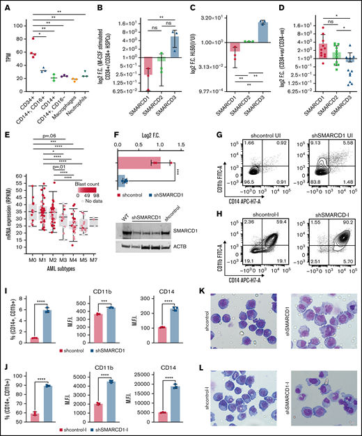 SMARCD1, enriched in hematopoietic progenitors, impedes myeloid differentiation genes by maintaining a repressive chromatin state. (A) Tags per million (TPM) count of SMARCD1 expression from cap analysis gene expression (CAGE)-sequencing data of CD34+ HSPCs and mature myeloid cells with indicated surface markers. (B) Relative log2 fold change in expression of SMARCD1 normalized to ACTB expression in CD34+ HSPCs isolated from cord blood and differentiated to monocytes/macrophages using macrophage-colony stimulating factor (M-CSF) for 10 days. Log2 fold changes were plotted from CD34+ cells isolated from 3 biological replicates. (C) Relative log2 fold change in expression of SMARCD isoforms in uninduced HL-60 cells compared with that after 48 hours of vitamin D3 (50 nM)–induced cells from 3 biological replicates. (D) Relative log2 fold change of SMARCD isoforms in CD34+ AML cells compared with that in the CD34− population. (E) SMARCD1 expression profile across FAB-classified patients with AML from the TCGA database. (F-L) HL-60 cells were transduced with lentiviruses expressing either empty vector (shcontrol) or short hairpin RNA targeting SMARCD1 (shSMARCD1), and all experiments were conducted 96 hours after selection in puromycin-containing media. (F) Total protein cell lysate (50 µg) from wild type, shcontrol, and shSMARCD1 was used for immunoblotting with SMARCD1 antibody. Representative immune blot images for HL-60 cells; ACTB was used as the loading control. (G-J) Flow cytometry analysis of shcontrol or shSMARCD1 HL-60 cells for myeloid differentiation markers CD11b and CD14. (G-J) Representative contour plots with grids, showing percent negative and positive population for single- and double-stained CD14-allophycocyanin-H7 (APC-H7) and CD11b-FITC (fluorescein) populations. (I) Mean fluorescent intensity (MFI) plots of shcontrol and shSMARCD1 HL-60. (H-J) Same analysis as panels G-I after induction with 10 nM vitamin D3 for 48 hours. (K-L) Representative May Grünwald Giemsa–stained images of shcontrol and shSMARCD1 HL-60 in uninduced cells (K) and after 48 hours of vitamin D3 induction (L) using a Zeiss Apotome 2 (63×, NA 1.4). All statistical parameters used in this figure are for n = 3 independent experiments; error bars indicate means ± standard deviation. *P = .05; **P = .005; ***P < .001; ****P < .0001: 2-tailed Student t test. (M-R) Transcriptomic analysis of SMARCD1 knockdown in HL-60 cells. (M) K-means clustering heat map of RNA-sequencing representing 1175 significantly differentially expressed genes (log2 fold change ≥ 2 and FDR ≤ 0.05; log2 fold change ≤ 2 and FDR ≤ 0.05) annexed from pairwise comparison of shcontrol vs shSMARCD1 under uninduced and induced (vitamin D3, 10 nM) conditions. (N) CellRadar analysis of differentially expressed genes after SMARCd1 knockdown in HL60 cells (https://karlssong.github.io/cellradar/). (O) Heat map representing delta cycle threshold values of indicated genes with respect to ACTB in shcontrol (mean of 3) and shSMARCD1 (n = 3). (P-S). Epigenetic regulation of SWI/SNF complex bound myeloid differentiation genes. (P) Co-immunoprepitation in HL-60 cells using SMARCA4 and SMARCD1 antibodies. Immunoglobulin G (IgG) was used as the negative control. Single representative blot from 2 independent experiment confirming BRG1 and SMARCD1 interaction using pull down and reverse pull down experiments. (Q) Chromatin immunoprecipitation (ChIP)-qPCR for SMARCA4 enrichment and control IgG in the promoter regions for indicated genes in HL-60 cells. (R-S) ChIP-qPCR for H3K4me3 (R) and H3K27me3 (S) marks normalized to the respective input control. IgG pull down was used as the control. Enrichment is plotted as percent input. P values (Student t test) for individual genes are shown in adjacent tables. All ChIP data are from 3 independent experiments. (T) Gene regulatory model for SMARCD1.