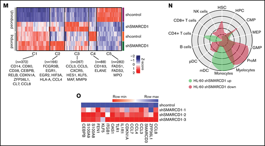 SMARCD1, enriched in hematopoietic progenitors, impedes myeloid differentiation genes by maintaining a repressive chromatin state. (A) Tags per million (TPM) count of SMARCD1 expression from cap analysis gene expression (CAGE)-sequencing data of CD34+ HSPCs and mature myeloid cells with indicated surface markers. (B) Relative log2 fold change in expression of SMARCD1 normalized to ACTB expression in CD34+ HSPCs isolated from cord blood and differentiated to monocytes/macrophages using macrophage-colony stimulating factor (M-CSF) for 10 days. Log2 fold changes were plotted from CD34+ cells isolated from 3 biological replicates. (C) Relative log2 fold change in expression of SMARCD isoforms in uninduced HL-60 cells compared with that after 48 hours of vitamin D3 (50 nM)–induced cells from 3 biological replicates. (D) Relative log2 fold change of SMARCD isoforms in CD34+ AML cells compared with that in the CD34− population. (E) SMARCD1 expression profile across FAB-classified patients with AML from the TCGA database. (F-L) HL-60 cells were transduced with lentiviruses expressing either empty vector (shcontrol) or short hairpin RNA targeting SMARCD1 (shSMARCD1), and all experiments were conducted 96 hours after selection in puromycin-containing media. (F) Total protein cell lysate (50 µg) from wild type, shcontrol, and shSMARCD1 was used for immunoblotting with SMARCD1 antibody. Representative immune blot images for HL-60 cells; ACTB was used as the loading control. (G-J) Flow cytometry analysis of shcontrol or shSMARCD1 HL-60 cells for myeloid differentiation markers CD11b and CD14. (G-J) Representative contour plots with grids, showing percent negative and positive population for single- and double-stained CD14-allophycocyanin-H7 (APC-H7) and CD11b-FITC (fluorescein) populations. (I) Mean fluorescent intensity (MFI) plots of shcontrol and shSMARCD1 HL-60. (H-J) Same analysis as panels G-I after induction with 10 nM vitamin D3 for 48 hours. (K-L) Representative May Grünwald Giemsa–stained images of shcontrol and shSMARCD1 HL-60 in uninduced cells (K) and after 48 hours of vitamin D3 induction (L) using a Zeiss Apotome 2 (63×, NA 1.4). All statistical parameters used in this figure are for n = 3 independent experiments; error bars indicate means ± standard deviation. *P = .05; **P = .005; ***P < .001; ****P < .0001: 2-tailed Student t test. (M-R) Transcriptomic analysis of SMARCD1 knockdown in HL-60 cells. (M) K-means clustering heat map of RNA-sequencing representing 1175 significantly differentially expressed genes (log2 fold change ≥ 2 and FDR ≤ 0.05; log2 fold change ≤ 2 and FDR ≤ 0.05) annexed from pairwise comparison of shcontrol vs shSMARCD1 under uninduced and induced (vitamin D3, 10 nM) conditions. (N) CellRadar analysis of differentially expressed genes after SMARCd1 knockdown in HL60 cells (https://karlssong.github.io/cellradar/). (O) Heat map representing delta cycle threshold values of indicated genes with respect to ACTB in shcontrol (mean of 3) and shSMARCD1 (n = 3). (P-S). Epigenetic regulation of SWI/SNF complex bound myeloid differentiation genes. (P) Co-immunoprepitation in HL-60 cells using SMARCA4 and SMARCD1 antibodies. Immunoglobulin G (IgG) was used as the negative control. Single representative blot from 2 independent experiment confirming BRG1 and SMARCD1 interaction using pull down and reverse pull down experiments. (Q) Chromatin immunoprecipitation (ChIP)-qPCR for SMARCA4 enrichment and control IgG in the promoter regions for indicated genes in HL-60 cells. (R-S) ChIP-qPCR for H3K4me3 (R) and H3K27me3 (S) marks normalized to the respective input control. IgG pull down was used as the control. Enrichment is plotted as percent input. P values (Student t test) for individual genes are shown in adjacent tables. All ChIP data are from 3 independent experiments. (T) Gene regulatory model for SMARCD1.