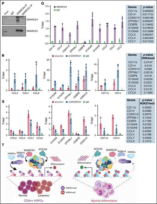 SMARCD1, enriched in hematopoietic progenitors, impedes myeloid differentiation genes by maintaining a repressive chromatin state. (A) Tags per million (TPM) count of SMARCD1 expression from cap analysis gene expression (CAGE)-sequencing data of CD34+ HSPCs and mature myeloid cells with indicated surface markers. (B) Relative log2 fold change in expression of SMARCD1 normalized to ACTB expression in CD34+ HSPCs isolated from cord blood and differentiated to monocytes/macrophages using macrophage-colony stimulating factor (M-CSF) for 10 days. Log2 fold changes were plotted from CD34+ cells isolated from 3 biological replicates. (C) Relative log2 fold change in expression of SMARCD isoforms in uninduced HL-60 cells compared with that after 48 hours of vitamin D3 (50 nM)–induced cells from 3 biological replicates. (D) Relative log2 fold change of SMARCD isoforms in CD34+ AML cells compared with that in the CD34− population. (E) SMARCD1 expression profile across FAB-classified patients with AML from the TCGA database. (F-L) HL-60 cells were transduced with lentiviruses expressing either empty vector (shcontrol) or short hairpin RNA targeting SMARCD1 (shSMARCD1), and all experiments were conducted 96 hours after selection in puromycin-containing media. (F) Total protein cell lysate (50 µg) from wild type, shcontrol, and shSMARCD1 was used for immunoblotting with SMARCD1 antibody. Representative immune blot images for HL-60 cells; ACTB was used as the loading control. (G-J) Flow cytometry analysis of shcontrol or shSMARCD1 HL-60 cells for myeloid differentiation markers CD11b and CD14. (G-J) Representative contour plots with grids, showing percent negative and positive population for single- and double-stained CD14-allophycocyanin-H7 (APC-H7) and CD11b-FITC (fluorescein) populations. (I) Mean fluorescent intensity (MFI) plots of shcontrol and shSMARCD1 HL-60. (H-J) Same analysis as panels G-I after induction with 10 nM vitamin D3 for 48 hours. (K-L) Representative May Grünwald Giemsa–stained images of shcontrol and shSMARCD1 HL-60 in uninduced cells (K) and after 48 hours of vitamin D3 induction (L) using a Zeiss Apotome 2 (63×, NA 1.4). All statistical parameters used in this figure are for n = 3 independent experiments; error bars indicate means ± standard deviation. *P = .05; **P = .005; ***P < .001; ****P < .0001: 2-tailed Student t test. (M-R) Transcriptomic analysis of SMARCD1 knockdown in HL-60 cells. (M) K-means clustering heat map of RNA-sequencing representing 1175 significantly differentially expressed genes (log2 fold change ≥ 2 and FDR ≤ 0.05; log2 fold change ≤ 2 and FDR ≤ 0.05) annexed from pairwise comparison of shcontrol vs shSMARCD1 under uninduced and induced (vitamin D3, 10 nM) conditions. (N) CellRadar analysis of differentially expressed genes after SMARCd1 knockdown in HL60 cells (https://karlssong.github.io/cellradar/). (O) Heat map representing delta cycle threshold values of indicated genes with respect to ACTB in shcontrol (mean of 3) and shSMARCD1 (n = 3). (P-S). Epigenetic regulation of SWI/SNF complex bound myeloid differentiation genes. (P) Co-immunoprepitation in HL-60 cells using SMARCA4 and SMARCD1 antibodies. Immunoglobulin G (IgG) was used as the negative control. Single representative blot from 2 independent experiment confirming BRG1 and SMARCD1 interaction using pull down and reverse pull down experiments. (Q) Chromatin immunoprecipitation (ChIP)-qPCR for SMARCA4 enrichment and control IgG in the promoter regions for indicated genes in HL-60 cells. (R-S) ChIP-qPCR for H3K4me3 (R) and H3K27me3 (S) marks normalized to the respective input control. IgG pull down was used as the control. Enrichment is plotted as percent input. P values (Student t test) for individual genes are shown in adjacent tables. All ChIP data are from 3 independent experiments. (T) Gene regulatory model for SMARCD1.
