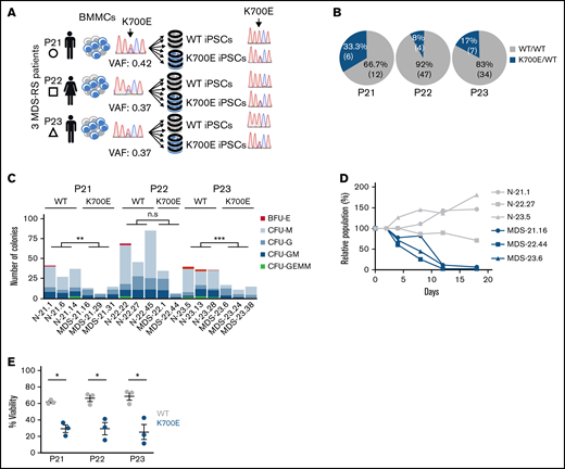 Derivation and phenotypic characterization of MDS-RS patient-derived SF3B1K700E and SF3B1WT iPSCs. (A) Schematic overview of the derivation of iPSC lines with isolated SF3B1K700E mutation and genetically matched normal WT lines from 3 patients with MDS-RS (BMMCs, bone marrow mononuclear cells). (B) Percentage and absolute number of iPSC colonies of each genotype derived from each patient sample. (C) Methylcellulose assays on day 14 of hematopoietic differentiation. The number of colonies from 5000 seeded cells is shown per iPSC line (CFU-GEMM, colony-forming unit-granulocyte, erythrocyte, monocyte, megakaryocyte; CFU-GM, CFU-granulocyte, monocyte; CFU-G, colony-forming unit-granulocyte; CFU-M, CFU-monocyte; BFU-E, burst-forming unit-erythrocyte); n.s., not significant; **P ≤ .01; ***P ≤ .001. (D) Competitive growth assay. The cells were mixed 1:1.5 at the onset of hematopoietic differentiation with a genetically matched WT iPSC line stably expressing green fluorescent protein (GFP). The relative population size was estimated as the percentage of GFP− cells (measured by flow cytometry) at each time point (days 4-18 of differentiation), relative to the percentage of GFP− cells on day 2. (E) Percent viable (4′,6-diamidino-2-phenylindole−) cells on day 14 of hematopoietic differentiation of the indicated SF3B1K700E and SF3B1WT iPSC-HSPCs. Mean and standard error of the mean (SEM) of 1 to 3 independent differentiation experiments with 2 to 3 iPSC lines from each group are shown. *P ≤ .05.