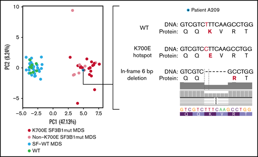 Splicing event signature separates SF3B1-mutated MDS cases. PCA plot based on the inclusion levels of the signature splicing events in the patient samples of Pellagatti et al,9 separating MDS SF3B1K700E-mutated patients (K700E SF3B1mut MDS) and patients with SF3B1 mutations other than K700E (non-K700E SF3B1mut MDS) from patients without SF mutations (SF-WT MDS) and healthy individuals (WT). The asterisk marks 1 patient annotated as SF-WT. Clustering of this sample together with the SF3B1-mutated cases prompted us to more closely interrogate the sequence of the SF3B1 locus for any previously unidentified mutations. We thus discovered an in-frame 6-bp deletion (SF3B1p.K700_V701delKV) removing 2 amino acids, including the K700 hotspot.