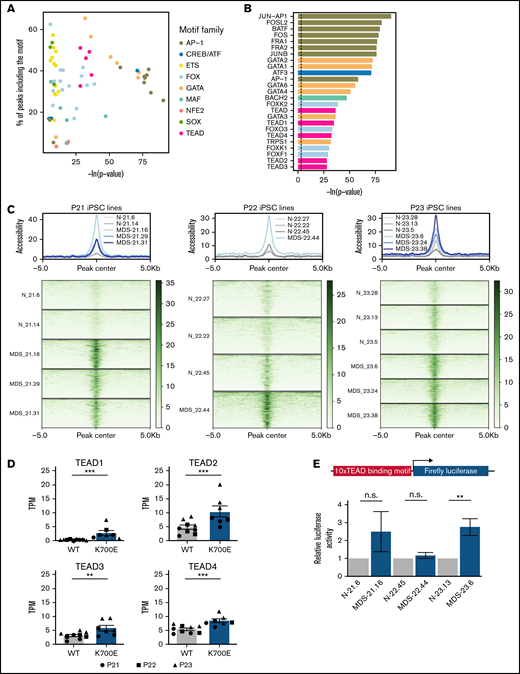 Increased transcriptional activity of TEAD TFs in SF3B1K700E HSPCs. (A) TF motifs enriched in peaks more accessible in SF3B1K700E compared with SF3B1WT HSPCs and linked to upregulated genes. (B) Most statistically significant TF motifs enriched in peaks more accessible in SF3B1K700E compared with SF3B1WT HSPCs and linked to upregulated genes. (C) Tornado plots showing the normalized accessibility signal in peaks more accessible in SF3B1K700E compared with SF3B1WT HSPCs and linked to upregulated genes that contain TEAD motifs. (D) Expression levels of TEAD family genes in iPSC-HSPCs. Mean and SEM of transcripts per million (TPM) values from RNA-seq are shown. **Padj ≤ .01; ***Padj ≤ .001. (E) TEAD reporter activity in HSPCs from the indicated iPSC lines. Mean and SEM of 2 to 5 independent differentiation and transduction experiments per line are shown. n.s., not significant; **P ≤ .01.