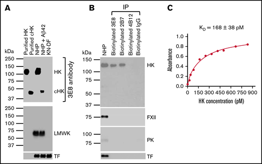 Characterization of the 3E8 anti-HK antibody. (A) Western blot shows 3E8 specifically recognizes HK in NHP and cHK in Aβ42-treated human plasma. Purified human HK and cHK were included as controls. In KN-DF human plasma, HK was not detected by 3E8, indicating the specificity of 3E8. The membrane was stripped and reprobed with anti-LMWK antibody. LMWK was detected in normal and Aβ42-treated human plasma but not in KN-DF plasma. 3E8 did not recognize LMWK. (B) The 3E8 and 2B7 anti-HK antibodies pulled down HK, but not FXII, PK, or TF from human plasma. Human plasma was incubated with biotinylated 3E8, 2B7, and 4B12 anti-HK antibodies and control IgG, and streptavidin was added to pull down the antibody-antigen complex. The samples were analyzed by western blot using commercial antibodies against HK, FXII, PK, and TF. The 3E8 and 2B7 HK antibodies immunoprecipitated HK from human plasma, but they did not pull down FXII, PK, or TF. The 4B12 antibody, which recognizes cleaved HK but not intact HK, did not pull down HK, FXII, PK, or TF from human plasma. (C) HK ELISA shows the KD of 3E8 anti-HK antibody binding to HK is 168 ± 38 pM. The experiments were performed in triplicate and repeated 3 times.