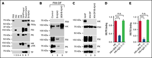 Aβ42 binding to both HK and FXII, and PK and FXI binding to HK are involved in Aβ42-induced plasma contact system activation. (A) Aβ42 pulls down FXII, cHK, FXI, and PK from pooled NHP. NHP was incubated with biotinylated Aβ42 (B-Aβ42). The B-Aβ42/bound protein complexes were pulled down by Dynabeads M-280 Streptavidin, eluted with SDS sample buffer, and analyzed by western blot. Purified human FXII, FXI, PK, and HK were used to validate the specificity of the antibodies for each protein (lanes 1-4). Each protein was detected in the NHP input (lane 5) and the supernatant after B-Aβ42 pulldown (lane 6). B-Aβ42 pulled down FXII and FXIIa (activated by Aβ42-induced contact system activation during the pulldown process), cHK (HK was cleaved due to contact system activation, so most, if not all, cHK was pulled down by Aβ42), FXI, and some PK (lane 7). During the pulldown process, B-Aβ42 activated the contact system leading to FXII activation, decreased PK (since it was activated to PKa, which was not detectable by this antibody), FXI molecular size shift, and HK cleavage (compare lanes 5-7). TF was not pulled down by B-Aβ42. (B) 3E8 anti-HK antibody blocked PK and FXI, but not HK, pulldown by B-Aβ42. Since the contact system was activated during the pulldown process, we used FXII-DF human plasma to avoid B-Aβ42-induced contact system activation. All proteins except for FXII were detected in FXII-DF plasma (lane 1). B-Aβ42 pulled down HK, FXI, and PK, but not TF (lane 2). 3E8 blocked FXI and PK pulldown by B-Aβ42, but not HK (lane 3). (C) HK deficiency in KN-DF plasma prevented FXI and PK pulldown by B-Aβ42. All proteins except HK were detected in KN-DF plasma, and protein levels were similar between PNP and KN-DF plasma (lanes 1 vs 2). B-Aβ42 pulled down FXII, but neither FXI nor PK from KN-DF plasma (lane 3). (D,E) Plates were coated with PK (D) or FXI (E) and then incubated with HK in the presence or absence of 3E8 anti-HK antibody. In the absence of 3E8, HK binds to PK (D) or FXI (E). In the presence of 3E8, binding is blocked between HK and PK (D) or FXI (E). The control IgG did not have an effect on HK binding to PK or FXI. The experiments were performed in triplicate and repeated 3 times. Data are denoted as mean ± SEM. ***P ≤ .001. P > .05 was not significant (n.s.).