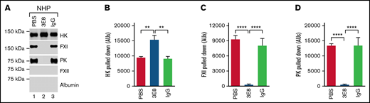 3E8 anti-HK antibody disassembles PK/HK and FXI/HK complexes in NHP in the absence of contact system activator ex vivo. NHP was incubated with PBS, 3E8, or hamster IgG at 37°C for 20 minutes. B-2B7 anti-HK antibody was added and incubated for an additional 20 minutes. Streptavidin was used to pull down B-2B7-bound proteins. (A) Representative western blot results of the pulldown experiments. While HK was pulled down in all samples, FXI and PK were only pulled down in PBS- or IgG-treated plasma (lanes 1 and 3 vs lane 2). (B) 3E8 anti-HK antibody pulled down significantly more intact HK than PBS/IgG samples. (C-D) FXI and PK were pulled down from PBS- and hamster IgG-treated, but not 3E8-treated NHP, indicating that 3E8 anti-HK antibody is able to disassemble PK/HK and FXI/HK complexes in normal human plasma in the absence of a contact system activator ex vivo. FXII and human albumin were not pulled down in any of the samples. n = 8 per group. Data are denoted as mean ± SEM. **P ≤ .01, ****P ≤ .0001.