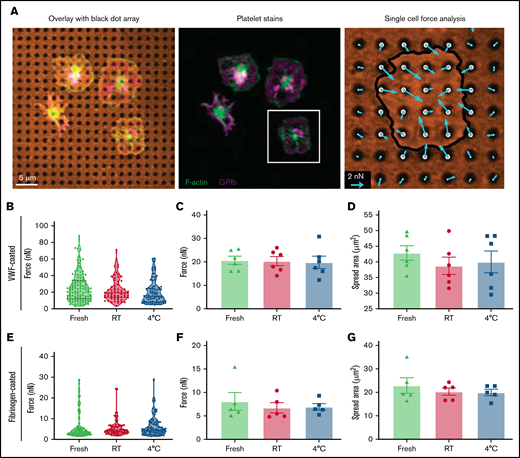 Single-platelet contraction force and spread area. Apheresis platelets were washed and seeded onto flexible PDMS substrates that were printed with an array of black dots to measure traction forces and spread area of individual platelets. (A) Platelets were fixed, stained, and imaged to visualize F-actin (green), GPIb (purple), and the array of black dots (orange). The magnitude and direction of platelet traction forces (blue arrows) were calculated from the displacement of the dots. (B) Traction forces were measured for fresh (green), RT-stored (red), and 4°C-stored (blue) platelets that were seeded onto black dot substrates coated with VWF. Violin plots show data from a representative donor for whom 252 platelets were measured (fresh, n = 117; RT stored, n = 73; 4°C stored, n = 62). (C) Average traction forces per platelet were measured for 6 donors, and no statistically significant difference was observed between fresh (green triangles), RT-stored (red circles), and 4°C-stored (blue squares) platelets. (D) Average spread area of platelets on VWF-coated black dots was measured for each donor, and no significant difference was observed between the conditions. (E) Traction forces were measured for fresh (green), RT-stored (red), and 4-C-stored (blue) platelets on fibrinogen-coated black dots. Violin plots show data from a representative donor for whom 242 platelets were measured (fresh, n = 81; RT stored, n = 84; 4°C stored, n = 77). (F-G) Average traction forces (F) and average spread area (G) of platelets on fibrinogen-coated black dots were measured for 5 donors, and no significant difference was observed between conditions.