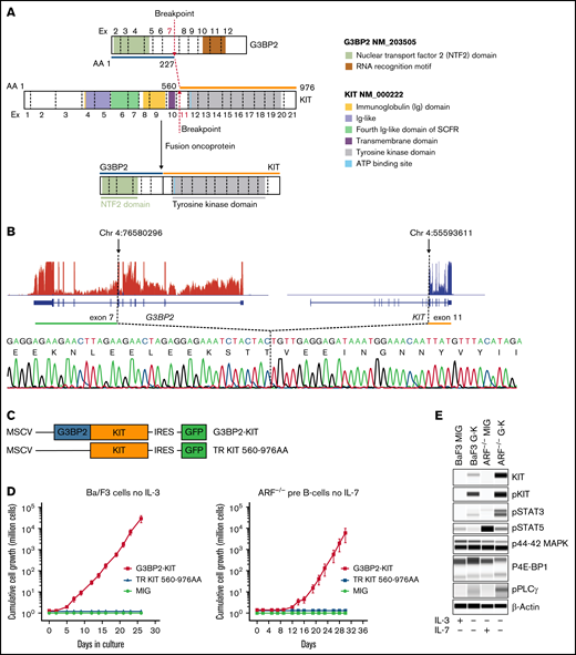 G3BP2-KIT fusion. (A) Schematic representation of wild-type G3BP2 and KIT and the chimeric fusion between exon (Ex) 7 of G3BP2 and exon 11 of KIT, juxtaposing the first 227 amino acids (AAs) of G3BP2 and the C-terminus portion of KIT including AAs 560 to 976. The joined Exs from both G3BP2 and KIT are in red and bold. The dotted red lines indicate breakpoint positions within Ex 7 and Ex 11 of G3BP2 and KIT, respectively. (B) Gene expression data for G3BP2 and KIT from RNA-seq visualized by the Integrative Genomics Viewer showing overexpression of the KIT portion fused to G3BP2 (hg19). Electropherogram shows the fusion junction between G3BP2 and KIT. (C) Schematic representation of the viral vector used to express fusion protein G3BP2-KIT and TR KIT (TR KIT 560-976AA) in Ba/F3 cell lines and ARF-null pre-B cells. (D) Cytokine-independent assays in Ba/F3 cells and ARF-null pre-B cells expressing the chimeric transcript G3BP2-KIT, the only portion of KIT fused to G3BP2 (encoding for AAs 560 to 976; TR KIT 560-976AA), or empty vector (MIG) cultured without recombinant mouse IL-3 or IL-7. (E) Whole-cell lysates from GFP+ sorted Ba/F3 and ARF-null pre-B cells were subjected to protein capillary electrophoresis with the Jess instrument (Protein Simple) with the following antibodies from Cell Signaling: KIT (#3074S), phosphorylated KIT (pKIT) Tyr719 (#3391S), pSTAT5 Tyr694 (#9359S), pSTAT3 Tyr705 (#9145S), pPLCγ1 Tyr783 (#14008S), p44/42 MAPK (Erk1/2; #4695S), p4E-BP1 Thr37/46 (#2855S), and β-actin (#4970S). Borders are used for specifying different antibodies.