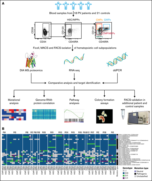 Integrative multi-omics analysis of hematopoietic stem and progenitor cell subpopulations in patients with PV. (A) Study outline. Protein image taken from reference 69. (B) Mutational analysis based on RNA-seq data in patients with PV showing specific point mutations (rows) identified in the various cell subpopulations of the PV patients tested (columns). Point mutations predicted by functional analysis through hidden Markov models as pathogenic are labeled in black, mutations classified as neutral are labeled in violet, and unclassified mutations are labeled in gray.36 See also supplemental Figure 4. For PV1/8/12, samples from different individuals had to be pooled to guarantee adequate HSC/MPP numbers for downstream MS and RNA-seq measurements.