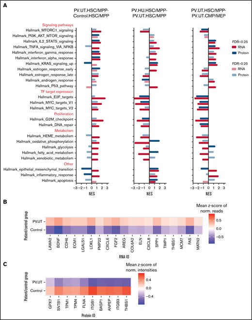 Pathway enrichments in HSC/MPPs and CMP/MEPs of patients with PV and controls on the protein and RNA level. (A) GSEA comparing untreated patients with PV against controls (PV.UT.HSC/MPP vs Control.HSC/MPP) and assessing for the effects of treatment with HU (PV.HU.HSC/MPP vs PV.UT.HSC/MPP) and differentiation (PV.UT.HSC/MPP vs PV.UT.CMP/MEP). Shown are normalized enrichment scores for perturbed gene sets, whereby FDR < 0.25 denotes significantly enriched gene sets (marked by intense colors).38 (B) Heatmap of core-enriched RNAs in HSC/MPPs of patient and control groups for the cell polarity pathway epithelial-mesenchymal transition. (C) Heatmap of core-enriched proteins in HSC/MPPs of patient and control groups for the cell polarity pathway epithelial-mesenchymal transition.