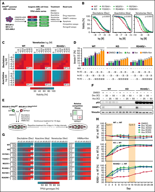 TP53 mutations confer increased resistance to hypomethylating agents as well as BCL-2 inhibition in vitro. (A) Graphical representation of the experimental workflow for generating MOLM13-TP53 isogenic cell lines and MV4-11 and OCI-AML3 TP53KO cell lines. (B) MOLM13-TP53 isogenic AML cell lines were treated with DMSO, decitabine, azacitidine, or venetoclax at increasing concentrations for 72 hours, after which cell viability was assessed using a CellTiter-Glo luminescent assay (symbols represent averages from 3 independent experiments; error bars indicate standard error of the mean). (C) MOLM13-TP53 isogenic AML cell lines were treated with HMAs in combination with venetoclax at increasing concentrations for 72 hours, after which cell viability was assessed using a CellTiter-Glo luminescent assay, and viabilities were plotted within a drug synergy matrix (data points represent averages of results from 2 independent experiments). Average zero interaction potency (ZIP) scores were calculated to assess potential synergism. (D) MOLM13-TP53 isogenic AML cell lines were treated with DMSO, decitabine (Dec), azacitidine (Aza), venetoclax (Ven), or a combination thereof at IC25 and IC50 for 48 hours. At this point, cells were stained with annexin V and analyzed by flow cytometry to assess total apoptotic cells (bar graphs represent averages of 3 independent experiments; error bars indicate standard error of the mean. (E) Experimental workflow for in vitro competition assays in MOLM13-TP53 isogenic AML cell lines. MOLM13-TP53mutant RFP657+ cells were mixed with MOLM13-TP53WT GFP+ cells at a 1:1 ratio and cultured in the presence of DMSO or the indicated drugs for 10 days, during which repetitive flow cytometric measurements were performed. (F) MOLM13-TP53 isogenic AML cell lines with TP53WT, TP53KO, or TP53R248Q/− were treated with DMSO, Dec, or Aza at IC25 or IC50 for 24 hours, after which whole-cell protein lysates were collected, run on a polyacrylamide gel, and immunoblotted for p53, DNA methyltransferase 1 (DNMT1), and vinculin (3 independent experiments; 1 representative image is shown). (G) Heat maps depicting results from in vitro competition assays in MOLM13-TP53 isogenic AML cell lines. Equivalent (1:1) numbers of MOLM13-TP53mutant (RFP657+) and MOLM13-TP53WT (GFP+) cells were seeded and cocultured in the continued presence of the indicated doses of decitabine (D), azacitidine (A), or venetoclax (V) alone or HMAs + venetoclax (in this case at IC25). Cell survival was monitored by flow cytometry to track RFP657+ and GFP+ cells (average results from 2-4 independent experiments are shown). (H) Outgrowth of TP53mutant MOLM13-TP53 isogenic cell lines seeded in a 1:1 ratio with TP53WT cells and treated with 2 repetitive cycles of DMSO, Dec, or Aza at IC25 and IC50 (symbols represent averages from 3-6 independent experiments). ***P < .001, 1-way ANOVA. CRISPR-HDR, CRISPR-Cas9–mediated homology directed repair; CRISPR-KO, CRISPR-Cas9–mediated gene knockout; d0, day 0; d2, day 2; d4, day 4; d6, day 6; d8, day 8; d10, day 10; ns, not significant; #, not applicable because of cell death.