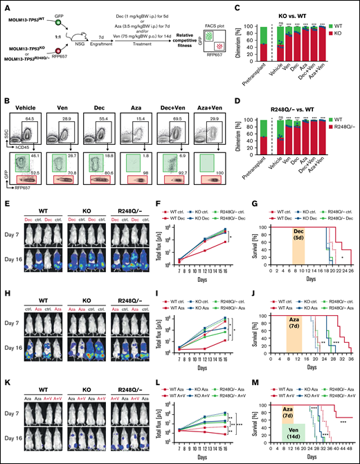 In vivo therapeutic efficacies of HMAs and/or BCL-2 inhibition depend on TP53 mutational status. (A) Experimental workflow for in vivo competition AML xenograft assay. Isogenic MOLM13-TP53mutant (RFP657+) and MOLM13-TP53WT (GFP+) AML cells were transplanted at a 1:1 ratio into sublethally irradiated NSG mice. After a 7-day (7d) engraftment period, treatment with vehicle, decitabine (Dec), azacitidine (Aza), venetoclax (Ven), Dec + Ven, or Aza + Ven commenced at the indicated concentrations and treatment periods. At the end of the treatment period, relative competitive fitness was measured via flow cytometric analysis as the percentage of GFP+ or RFP657+ cells within human CD45 leukemia burden in bone marrow. (B) Gating examples of flow cytometric analysis of the in vivo competition assay. Numbers adjacent to gates indicate percentages. (C) Percentage of chimerism of MOLM13-TP53KO RFP657+ cells relative to MOLM13-TP53WT GFP+ in bone marrow pretransplant as well as posttreatment. Symbols represent averages; error bars indicate standard error of the mean (SEM). Animals per group: vehicle, n = 5; Ven, n = 5; decitabine (Dec), n = 4; azacitidine (Aza), n = 5; Dec+Ven, n = 5; Aza+Ven, n = 5. ***P < .001, 1-way analysis of variance. (D) Percentage of chimerism of MOLM13-TP53R248Q/− RFP657+ cells relative to MOLM13-TP53WT GFP+ cells in bone marrow pretransplant as well as posttreatment. Symbols represent averages; error bars indicate SEM. Animals per group: vehicle, n = 5; Ven, n = 5; Dec, n = 4; Aza, n = 5; Dec+Ven, n = 3; Aza+Ven, n = 5. ***P < .001, 1-way analysis of variance. (E) Representative bioluminescent images of mice, treated with Dec (1 mg/kg of BW per day) or phosphate-buffered saline (PBS) control (ctrl.) for 5 consecutive days, at days 7 and 16 postinjection of MOLM13-TP53-GFP-luciferase cells of the indicated TP53 genotypes. (F) Quantification of bioluminescent signal (total flux per second) for each group of mice. Mice were treated with Dec (1 mg/kg of BW per day) or PBS (ctrl.) for 5 consecutive days. Animals per group: WT ctrl., n = 5; WT Dec, n = 5; KO ctrl., n = 8; KO Dec, n = 9; R248Q/− ctrl., n = 5; R248Q/− Dec, n = 5. Symbols represent averages; error bars indicate SEM. *P < .001, 2-tailed Student t test. (G) Survival analysis of NSG mice engrafted with MOLM13-TP53-GFP-luciferase isogenic cell lines with the indicated genotypes and treated with Dec (1 mg/kg of BW per day) or PBS daily for 5 consecutive days, as indicated. Numbers of mice per group are as in (F). *P < .05, WT Dec vs WT ctrl. (H) Representative bioluminescent images of mice, treated with Aza (3.5 mg/kg of BW per day) or PBS for 7 consecutive days, at days 7 and 16 postinjection of MOLM13-TP53-GFP-luciferase cells of the indicated TP53 genotypes. (I, J) Quantification of bioluminescent signal (total flux per second) for each group of mice. Mice were treated with Aza (3.5 mg/kg of BW per day) or PBS for 7 consecutive days. Animals per group: WT ctrl., n = 7; WT Aza, n = 7; KO ctrl., n = 7; KO Aza, n = 7; R248Q/− ctrl., n = 5; R248Q/− Aza, n = 5. Symbols represent averages; error bars indicate SEM. *P < .001; 2-tailed Student t test. (J) Survival analysis of NSG mice engrafted with MOLM13-TP53-GFP-luciferase isogenic cell lines with the indicated genotypes and treated with Aza (3.5 mg/kg of BW per day) or PBS daily for 7 consecutive days, as indicated. **P < .01, ***P < .001, WT Aza vs KO or R248Q/− Aza; KO or R248Q/− Aza vs WT, KO, or R248Q/− ctrl.). (K) Representative bioluminescent images of mice, treated with Aza (3.5 mg/kg of BW per day) for 7 consecutive days or with Aza (7 days) + venetoclax (A+V; 75 mg/kg of BW per day) for 14 consecutive days, at days 7 and 16 postinjection of MOLM13-TP53-GFP-luciferase cells of the indicated TP53 genotypes. (L) Quantification of bioluminescent signal (total flux per second) for each group of mice. Mice were treated with Aza for 7 consecutive days or a combination of Aza for 7 days and Ven for 14 days (A+V). Animals per group: WT Aza, n = 7; WT A+V, n = 7; KO Aza, n = 7; KO A+V, n = 7; R248Q/− Aza, n = 7; R248Q/− A+V, n = 7. Symbols represent averages; error bars indicate SEM. **P < .01, ***P < .001, 2-tailed Student t test. (M) Survival analysis of NSG mice engrafted with MOLM13-TP53-GFP-luciferase isogenic cell lines with the indicated genotypes and treated with Aza (3.5 mg/kg of BW per day) or Aza (3.5 mg/kg of BW per day) for 7 consecutive days in combination with Ven (75 mg/kg of BW per day) for 14 consecutive days, as indicated. ***P < .001, WT A+V vs WT Aza; WT Aza vs KO or R248Q/− A+V; KO or R248Q/− A+V vs KO or R248Q/− Aza). FACS, fluorescence-activated cell sorting; i.p., intraperitoneally; ns, not significant; p.o., by mouth; SSC, side scatter.