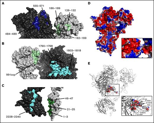 Model of Xase complex reveals multiple intermolecular contacts between fVIIIa and fIXa. (A) Contacts between fVIIIa A2 domain (dark blue) and fIXa exosite II (light green). (B) Docking between fVIIIa A3 domain (cyan) and fIXa 99-loop (light green). (C) Contacts between fVIIIa C2 domain (cyan) and fIXa Gla domain (dark green). (D-E) Electrostatic surface potential (D) and cartoon representation (E) of fVIIIa (dark gray) and fIXa (light gray). Inset depicts contacts between fVIIIa acidic residues and fIXa residue K80.