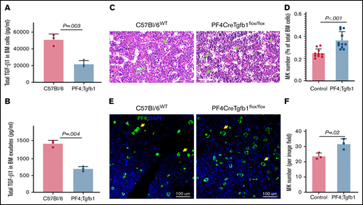 Conditional inactivation of Tgfb1 in MKs in mice decreases TGF-β1 levels to ∼50% and increases MK number by ∼30% in BM. (A) BM from the femur and tibia was flushed, cells were lysed with lysis buffer, and TGF-β1 was measured by ELISA. (B) BM exudates were prepared by suspending BM cells in cold phosphate-buffered saline for 30 minutes on ice; levels of soluble TGF-β1 dissipated in the buffer were measured by ELISA (n = 3 from each group). (C) Representative images of H&E-stained bone section from PF4Cre;Tgfb1flox/flox (PF4;Tgfb1) and WT (C57Bl/6) mice showing bone cells, including MKs indicated with green arrows. (D) The number of MKs in whole BM sections was counted manually (data supplement; supplemental Figure 1A). The MK number in PF4;Tgfb1 mice (n = 11) was ∼30% higher than that in controls (n = 10; P < .001), combining WT C57/Bl6 (n = 7) and littermate Tgfb1flox/flox (n = 3) mice. (E) Representative images of bone section immunofluorescence stained with anti–platelet factor 4 (anti-PF4; green) and nuclei stained with 4′,6-diamidino-2-phenylindole (DAPI; blue) showing MKs (yellow arrows) in BM of PF4;Tgfb1 and WT (C57Bl/6) mice. (F) The number of PF4+ MKs per microscope field at 20× magnification (P = .02; n = 3).