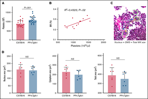 The number, but not the size, of MKs in BM correlates with the number of platelets. (A) Platelet numbers were counted in the EDTA-anticoagulated peripheral blood of PF4Cre;Tgfb1flox/flox (PF4;Tgfb1) and WT C57Bl/6 or Tgfb1flox/flox mice using an automated hemovet cell counter (n = 20-23). (B) The correlation between platelet count and MK number in PF4;Tgfb1 and WT C57Bl/6 (n = 12) mice. (C) Representative H&E-stained image showing cytoplasm areas and nuclei of MKs. (D) The cytoplasm area, nucleus area, and total (cytoplasm plus nucleus) area were calculated by demarcation using hand drawing in high-magnification images from an Aperio scanner, and the areas were measured using an ImageScope program (data supplement; supplemental Figures 1 and 4; n = 6).