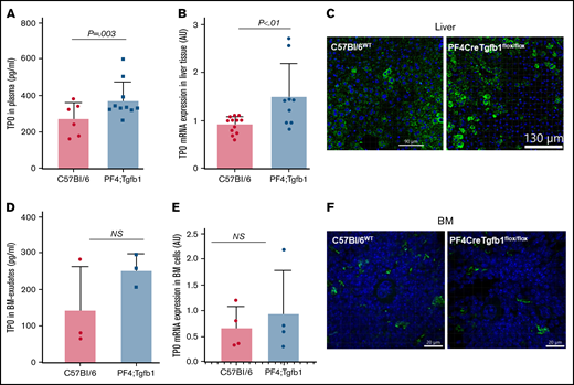 Higher levels of TPO in liver and plasma, but not in BM, in PF4Cre;Tgfb1flox/flox vs WT mice. (A) TPO levels in plasma were measured by ELISA (R&D Systems; P = .003; n = 6-10). (B,E) Quantitative reverse transcription PCR of TPO mRNA from liver tissue (B) and BM cells (E) from PF4Cre;Tgfb1flox/flox (PF4;Tgfb1) and WT (C57Bl/6) mice. Thrombospondin expression was calculated by the ΔCT method with a reference gene β-actin, and data are expressed as fold change over WT C57Bl/6. (C) Liver sections from PF4;Tgfb1 and WT (C57Bl/6) mice were stained with anti-TPO antibody. (D) TPO levels in BM exudates were measured by ELISA. (F) BM sections were stained with anti-TPO antibody. Nuclei were stained with 4′,6-diamidino-2-phenylindole (blue color). AU, arbitrary unit; ns, not significant.