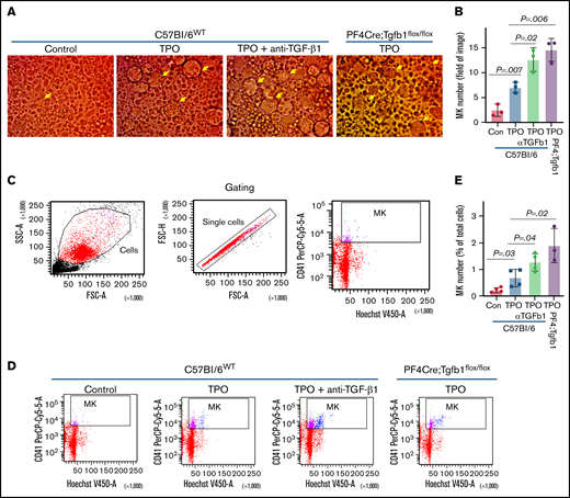 TPO treatment and inhibition of TGF-β1 activity increase MK numbers in BM culture in vitro. BM from PF4Cre;Tgfb1flox/flox or WT mice were cultured with and without TPO for up to 5 days. BM cells from WT mice were cultured with TPO in the presence or absence of anti–TGF-β1–neutralizing antibody (α-TGF-β1; 2 μg/mL; AF101; R&D Systems). (A-B) MK numbers (large cells indicated by yellow arrows) were counted manually under a light microscope. (C-D) MK numbers were counted by flow cytometry after staining with CD41 antibody, and nuclei were labeled with Hoechst. (D) Representative flow cytometric dot plot analysis of gating of MKs with double-positive CD41+Hoechst+. (E) Plot shows MK numbers counted for indicated conditions. FSC, forward scatter; SSC, side scatter.