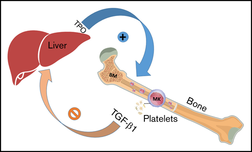 Model depicts MK/platelet-derived TGF-β1 regulating its own production in BM by regulating TPO production in the liver. ⊘ indicates inhibition; + indicates stimulation.