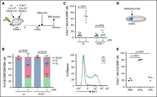 HSC activation is mediated by cell-extrinsic TLR4 signaling. (A) Scheme indicating in vivo transplantation: BM from wt (CD45.1/2+) and TLR4−/− mice (CD45.2+) (1.5 × 106 BM cells each) was transplanted into irradiated wt mice (CD45.1+). Mice were treated with PBS (control) or LPS (0.25 mg/kg, 18 hours) 12 weeks after transplantation. (B) Cell cycle analysis (icKi67-Hoechst 33342) of wt and TLR4−/− HSCs (LSK CD150+CD48-CD34-) in mixed BM chimeras after PBS (control) or LPS treatment as indicated in Figure 2A (n = 3). P values refer to G0 phase and were determined by ANOVA Tukey’s post hoc test. (C) Relative Sca-1 expression in LK CD150+ cells (HSPCs) of wt and TLR4−/− mice treated with PBS (control) or LPS (0.25 mg/kg, 18 hours) (n = 8) and representative FACS profile. P values were determined by ANOVA Tukey’s post hoc test. (D) Scheme indicating in vitro treatment or sorted HSPCs (LK CD150+) with PBS (control), IFN-α (1000 U/mL), or LPS (100 ng/mL). (E) Relative Sca-1 expression on sorted HSPCs (LK CD150+) after PBS (control), IFN-α, or LPS in vitro treatment for 18 hours as indicated in Figure 2D (n = 3). P values were determined by ANOVA Tukey’s post hoc test.
