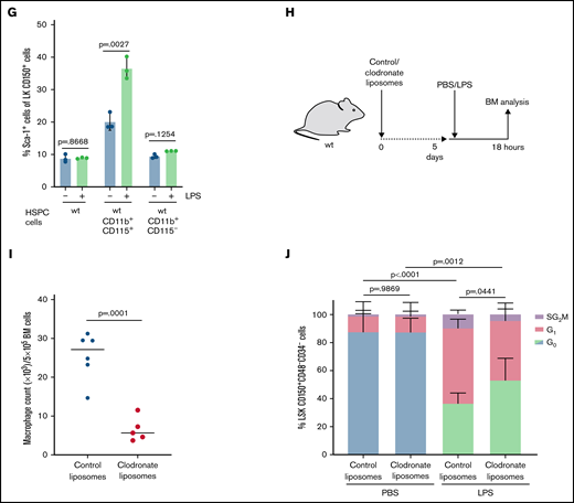 Systemic LPS challenge induces HSC activation via CD115+ monocytic cells in BM. (A) Scheme indicating in vivo transplantation: BM from wt or TLR4−/− mice was transplanted (3 × 106 BM cells) into irradiated TLR4−/− or wt mice. Chimeric mice were treated with PBS (control) or LPS (0.25 mg/kg, 18 hours) 12 weeks after transplantation. (B) Cell cycle analysis (icKi67-Hoechst 33342) of wt and TLR4−/− HSCs (LSK CD150+CD48-CD34-) in forward and reverse chimeric mice after PBS (control) or LPS treatment as indicated in Figure 3A (n = 6). P values refer to G0 phase and were determined by ANOVA Tukey’s post hoc test. (C) Scheme indicating in vitro culturing of sorted HSPCs (LK CD150+) with CD11b+ myeloid cells or CD11b- BM cells in presence of PBS (control) or LPS (100 ng/mL, 18 hours). (D) Relative Sca-1 expression on sorted wt HSPCs (LK CD150+) after in vitro culture for 18 hours in the presence of wt CD11b+ or CD11b- BM cells treated with PBS (control) or LPS (100 ng/mL) as indicated in Figure 3C (n = 3). P values were determined by unpaired t test. (E) Relative Sca-1 expression on sorted wt or TLR4−/− HSPCs (LK CD150+) after in vitro culture for 18 hours in presence of wt or TLR4−/− CD11b+ myeloid BM cells treated with PBS (control) or LPS (100 ng/mL) (n = 3). P values were determined by unpaired t test. (F) Relative Sca-1 expression on sorted wt HSPCs (LK CD150+) after in vitro culture for 18 hours in the presence of wt Gr1+CD115- BM cells, Gr1+CD115+ BM cells, or Gr1-CD115+ BM cells treated with PBS (control) or LPS (100 ng/mL) (n = 3). P values were determined by unpaired t test. (G) Relative Sca-1 expression on sorted wt HSPCs (LK CD150+) after in vitro culture for 18 hours in the presence of wt CD11b+CD115+ BM cells or CD11b+CD115- BM cells treated with PBS (control) or LPS (100 ng/mL) (n = 3). P values were determined by unpaired t test. (H) Scheme indicating in vivo treatment of wt mice with control- or clodronate-loaded liposomes (3.75 g/kg). After 5 days, mice were treated with PBS (control) or LPS (0.25 mg/kg), and subsequent BM analysis was performed 18 hours later. (I) Absolute macrophage count (×103/5×105 BM cells) in BM from mice treated with control- or clodronate-loaded liposomes as indicated in Figure 3H (n = 6). P value was determined by unpaired t test. (J) Cell cycle analysis (icKi67-Hoechst 33342) of HSCs (LSK CD150+CD48-CD34-) from wt mice treated with PBS (control) or LPS (0.25 mg/kg, 18 hours) and pretreated with control- or clodronate-loaded liposomes as indicated in Figure 3H (n = 6). P values refer to G0 phase and were determined by ANOVA Tukey’s post hoc test.