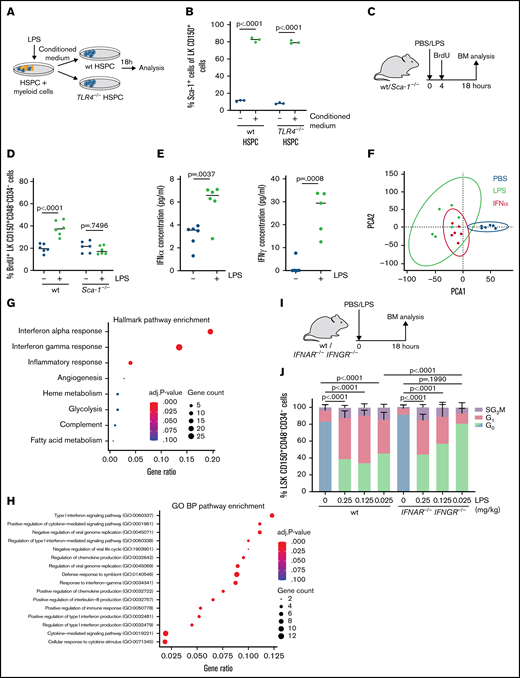 Acute LPS exposure depends on IFN signaling to activate HSCs. (A) Scheme illustrating in vitro culturing of HSPC (LK CD150+) and CD11b+ CD115+ BM cells in presence of LPS (100 ng/mL, 18 hours) and subsequent transfer of conditioned medium to cultured wt or TLR4−/− HSPCs (18 hours). (B) Relative Sca-1 expression in LK CD150+ cells (HSPCs) after in vitro culturing with conditioned medium as indicated in Figure 4A (n = 3). P values were obtained by unpaired t test. (C) Scheme indicating in vivo BrdU uptake (18 mg/kg, 14 hours) and treatment of wt and Sca-1−/− mice with PBS (control) or LPS (0.25 mg/kg) for 18 hours. (D) Fourteen-hour BrdU (18 mg/kg) uptake of HSCs (LK CD150+CD48-CD34-) from wt or Sca-1−/− mice treated with PBS or LPS (0.25 mg/kg) for 18 hours (n = 6). P values were obtained by unpaired t test. (E) IFNα and IFNγ levels determined by ELISA in BM supernatant after in vivo treatment of wt mice with PBS or LPS (0.25 mg/kg, 4 hours) (n = 6). P values were determined by unpaired t test. (F) Principal component analysis and comparison of Illumina Chip array data obtained from HSCs isolated from PBS (control), LPS (0.25 mg/kg), or IFNα (5 × 106U/kg) treated wt mice (18 hours). (G) Hallmark pathway enrichment analysis using EnrichR of 88 differentially expressed genes (DEGs) shared between IFNα– and LPS-treated HSCs. P values were obtained from the online EnrichR program and were not modified. (H) Gene ontology biological processes enrichment analysis using EnrichR of 88 DEGs shared between IFNα– and LPS-treated HSCs. P values were obtained from the online EnrichR program and were not modified. (I) Scheme indicating in vivo treatment of wt and IFNAR−/−IFNGR−/− mice with PBS (control) or LPS (0.25 mg/kg) for 18 hours. (J) Cell cycle analysis (icKi67-Hoechst 33342) of HSCs (LSK CD150+CD48-CD34-) from wt or IFNAR−/−IFNGR−/− mice treated with PBS (control) or LPS (indicated concentrations, 18 hours). Experimental set-up as indicated in Figure 4I (n = 3). P values refer to G0 phase and were determined by ANOVA Tukey’s post hoc test.