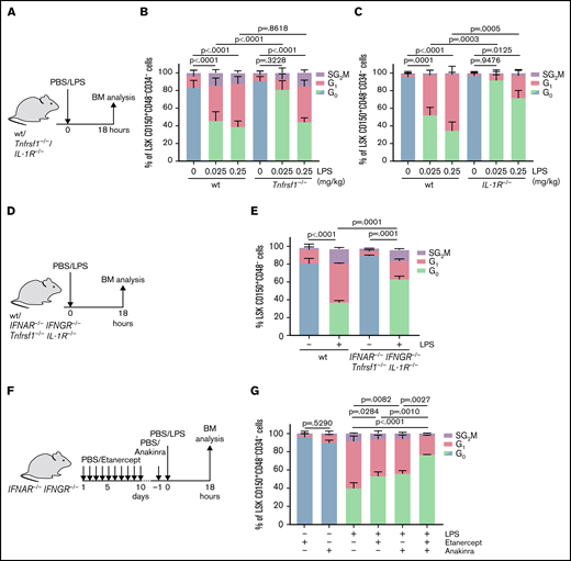An LPS-induced cytokine cascade promotes HSC proliferation in vivo. (A) Scheme indicating in vivo treatment of wt and Tnfrsf1−/− or IL-1R−/− mice with PBS (control) or increasing concentrations of LPS for 18 hours. (B) Cell cycle analysis (icKi67-Hoechst 33342) of HSCs (LSK CD150+CD48-CD34-) from wt and Tnfrsf1−/− mice treated with PBS (control) or LPS (indicated concentrations, 18 hours) (n = 6). P values refer to G0 phase and were determined by ANOVA Tukey’s post hoc test. (C) Cell cycle analysis (icKi67-Hoechst 33342) of HSCs (LSK CD150+CD48-CD34-) from wt and IL-1R−/− mice treated with PBS or LPS (indicated concentrations, 18 hours) (n = 3). P values refer to G0 phase and were determined by ANOVA Tukey’s post hoc test. (D) Scheme indicating in vivo treatment of IFNAR−/− IFNGR−/− Tnfrsf1−/− IL-1R−/− mice with PBS (control) or LPS (0.25 mg/kg) for 18 hours. (E) Cell cycle analysis (icKi67-Hoechst 33342) of HSCs (LSK CD150+CD48-) from IFNAR−/− IFNGR−/− Tnfrsf1−/− IL-1R−/− mice treated with PBS (control) or LPS (0.25 mg/kg, 18 hours) as indicated in Figure 6D (n = 3). P values refer to G0 phase and were determined by ANOVA Tukey’s post hoc test. (F) Scheme indicating in vivo treatment of IFNAR−/− IFNGR−/− mice with TNFα inhibitor etanercept (5 mg/kg in 100 μL of PBS on days 1-5; 7.5 mg/kg in 150 μL of PBS on days 6-10) and subsequent PBS (control) or LPS (0.25 mg/kg) treatment for 18 hours. IL-1 inhibitor anakinra (2.5 mg/kg) was injected 1 hour before PBS/LPS treatment. (G) Cell cycle analysis (icKi67-Hoechst 33342) of HSCs (LSK CD150+CD48-CD34-) from IFNAR−/− IFNGR−/− mice treated with etanercept/anakinra as indicated in Figure 6F and treated with PBS (control) or LPS (0.25 mg/kg, 18 hours) (n = 3). P values refer to G0 phase and were determined by ANOVA Tukey’s post hoc test.