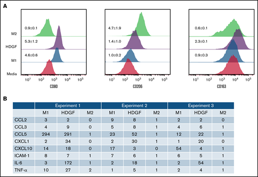 HDGF has a polarizing effect on macrophages. (A) HDGF induces an M1-like phenotype in human macrophages. Levels of CD80 (M1), CD206 (M2), and CD163 (TAM) expression following M1 polarization with LPS and IFNγ, M2 polarization with IL-4, or HDGF. Numbers represent the MFI ratio of each marker in each condition over media-only control ± SD. (B) Proteome profile of macrophages subjected to M1 and M2 polarizing cytokines as well as HDGF, showing that HDGF induces macrophages to secrete myeloma cell growth factor IL-6, as well as other proinflammatory cytokines and chemokines. Numbers for the triplicate experiments represent the ratio of each protein normalized to the corresponding media-only control.