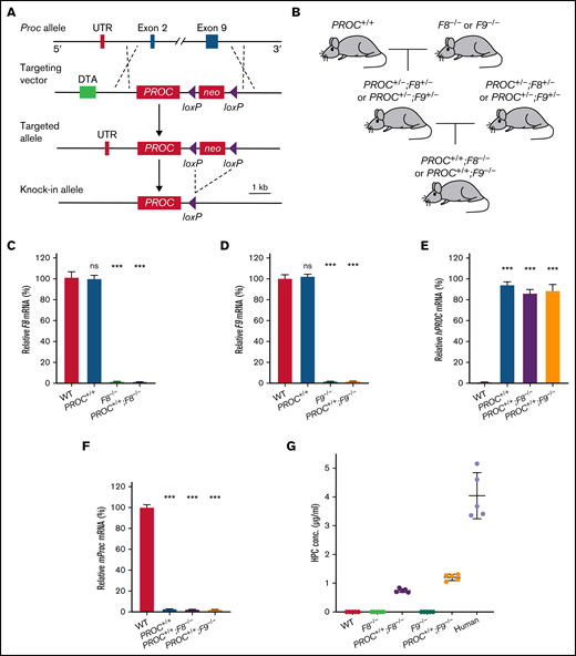 Generation of PROC knock-in hemophilia mice. (A) A schematic of the PROC knock-in strategy. The WT mouse Proc allele with exon 2 to 9 is shown at top, which has the start codon and stop codon, respectively. The targeting vector contains human PROC coding sequence and a downstream neomycin (neo), flanked by LoxP sites, for positive selection. The diphtheria toxin A gene (DTA) was used for negative selection. Once PROC was knocked in, the neo was deleted via Cre-mediated recombination. (B) Breeding strategy to generate PROC+/+;F8−/− and PROC+/+;F9−/− mice. PROC+/+ mice were crossed with mice lacking factor VIII (F8−/−) or factor IX (F9−/−). (C-F) Quantitative reverse transcription PCR analysis of the mRNA expression. Total mRNA was isolated from mice liver tissues. Results were normalized to GAPDH. Bars represent the means and standard errors of 15 biological replicates (5 mice per group and 3 samples per mouse). Liver GAPDH is set as 100%. Statistical significance was determined between WT and the other groups. ***P < .001; ns, P > .05 (1-way ANOVA Test). (G) Human protein C concentrations in the plasma of various mouse models and human were measured using an ELISA kit for human protein C antigen. Data were expressed as mean ± SD. n = 5 individuals. ELISA, enzyme-linked immunosorbent assay; mRNA, messenger RNA; ns, not significant; UTR, sequence corresponding to the untranslated region on mouse protein C mRNA.