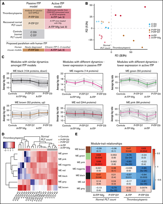 Experimental sample groups and proteome clustering. (A) Schematic representations of the preclinical mouse models of ITP and their respective study groups, and the proposed parallelism with human ITP. (B) PCA of the platelet proteomes (postadjustment data) from both ITP models, at the thrombocytopenic and recovered normal platelet-count stage, and controls. (C) Cluster profile for each expression module, grouped by their common dynamics. Each gray line represents 1 protein, and the thick colored line represents the average for all. (D) Eigen protein heat map and dendrograms. Eigen proteins for each module are calculated by singular value decomposition and can be seen as linear combinations of the actual module proteins. (E) Heat map showing the correlation between modules and each of the groups (except the control), where red and blue represent high and low correlations, respectively. Each cell is composed of the correlation coefficient and, in brackets, the corresponding P value. A-ITP samples shared the same most significant modules, green and pink, but in opposite directions, pointing to a recovery of the phenotype via IVIg treatment. In addition, both ITP groups correlated with the black module, indicating a potential global ITP signature. Distinctively, the P-ITP D3 group correlated with the magenta and red modules, and to a lesser extent, with the brown module. Last, the P-ITP D7 group was associated only with the gray module, which comprises the set of proteins that have not been clustered in any module. SCID, severe combined immunodeficiency.