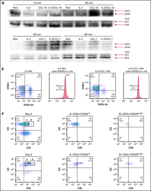CCR8 is overexpressed at the cell surface of CTCL peripheral blood tumor cells and is involved in Sézary cell activation and proliferation. Flow cytometric analyses of CCR8 expression by peripheral blood Sézary cells, regulatory T cells, healthy controls T cells, and T-cell lymphoma cell lines. (A) Gating strategy of peripheral blood Sézary cells (left panels) and mean fluorescence intensity of CCR8 expression in Sézary cells (vs control isotype) of 2 Sézary patients (medium panels). CCR8/CCR4 coexpression by Sézary cells is shown on the right panels. CCR8 was not significantly expressed by peripheral blood CD4+CD25hiCD127lo Tregs from Sézary patients (lower histograms). (B) CCR8 δ mean fluorescence intensity (CCR8 mAb, control isotype) in fresh Sézary cells from Sézary patients compared with healthy controls T cells. (C) Expression of CCR8 by SNK6, DERL-2, and HuT78 cell lines. (D) CCR8 stimulation by its ligands CCL18 (upper blots) and CCL1 (lower blots) induces Sézary cell activation. Freshly isolated Sézary cells were cultured for 15 or 30 minutes in medium alone or in the presence of IL-2 (100 IU/mL), CCL1 (10 ng/mL), CCL-18 (300 ng/mL), IL-2/CCL1, or IL-2/CCL18. The cells were lysed in NP40 (the content of the nuclei not visible), and expression of pErk1/2 was analyzed by western blot. (E) CCR8 stimulation by its CCL1 ligand induces Sézary cell proliferation. Fresh PBMC were incubated in CFSE and cultured over 96 hours in IL-2 (100 IU/mL), CCL-1 (10 ng/mL), or IL-2/CCL1 and the percentage of CFSElo cells calculated among live KIR3DL2+ Sézary cells. (F) CCR8 expression in freshly isolated healthy controls peripheral blood mononuclear cells before and after 3 days of in vitro CD3/28 activation. CFSE, carboxyfluorescein diacetate succinimidyl ester; mAb, monoclonal antibody; PBMC, peripheral blood mononuclear cell.