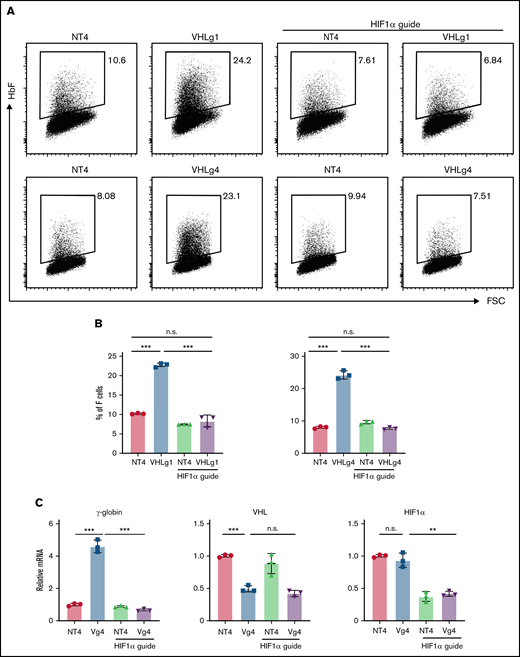VHL deletion induces γ-globin through the activation of HIF1α. (A-B) Deletion of VHL in HuDEP2 cells using sgRNA-1 (g1) or sgRNA-4 (g4) induces HbF, a finding that is abolished by concomitant deletion of HIF1α. (C) γ-globin, VHL, and HIF1α mRNA levels were analyzed by quantitative reverse transcriptase-polymerase chain reaction. Data are shown as means ± standard deviation from 3 experiments (**P < .01; ***P < .001; n.s., not significant; unpaired Student t test).