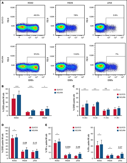 Desialylation of MM cells increases NK cell degranulation and surface-expressed CD107a after coculture. (A) IL-2 activated NK cells were cocultured with K562, JJN3, or H929 ± desialylation using NEURA or GLYCO for 1 hour, after which cells were collected and CD107a expression was measured on bulk NK cells. Histogram representative of n = 1 biological repeat for each cell under each condition. (B) CD107a expression on IL-2 activated primary NK cells exposed to NEURA-treated K562, JJN3, and H929 was determined and compared with CD107a expression on NK cells cocultured with GLYCO-treated controls. (C) NK cells were subdivided based on Siglec-7/Siglec-9 expression and subset degranulation were measured after coculture with JJN3 treated with either GLYCO or NEURA. (D) CD107a expression was measured on expanded primary NK cells exposed to NEURA-treated K562, JJN3, and H929 and compared with CD107a expression on NK cells cocultured with GLYCO-treated controls. (E) TNF-α and IFN-γ expression within NK cells was measured after coculture with NEURA-treated K562, JJN3, and H929 and compared with the expression of TNF-α and IFN-γ when cocultured with GLYCO-treated controls. (B-E) Data analyzed using Student’s paired t-test; graphs represent mean CD107α/TNF-α/IFN-γ positive NK cells +SEM. An individual repeat of n = 7 donors (A), n = 7 (B-C), n = 5 (D-E). *P < .01; ***P < .001; ****P < .0001; ns, not significant.
