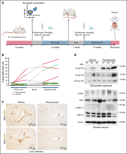 In vivo treatment reproduces the SS drug sensitivity determined in vitro. (A) Schematic representation of the treatment protocol in mice. (B) Representation of disease progression in the different groups of treatment as determined by FC analysis of PB. (C) Representative IHC analysis of the liver showing the presence of malignant SS cells specifically in vehicle-treated animals. (D) Western blot analysis of the indicated proteins in blood samples from 3 different vehicle-treated or panobinostat-treated mice. Note the increased levels of acetylated histone in the panobinostat-treated blood samples consistent with the HDAC inhibitory activity of this drug.