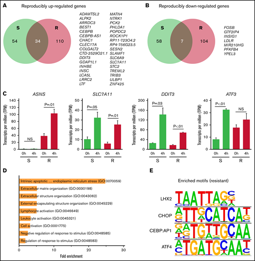 Genes responding to LASP treatment in ALL cell lines. (A-B) Venn diagrams of overlap between LASP response genes between sensitive (S, green) and resistant (R, red) ALL cell lines (n = 3 independent experiments per cell line and timepoint). Reproducibly upregulated LASP response genes are provided in (A), and reproducibly downregulated LASP response genes are provided in (B). Overlapping (common) LASP response genes between sensitive and resistant cells are listed. (C) Average gene expression (in transcripts per million) across sensitive (S, green) and resistant (R, red) ALL cell lines before (0h) and after 4 hours (4h) of LASP treatment (1 IU/mL) for reproducibly-induced response genes. Data for ASNS (resistant only), SLC7A11 (common), DDIT3 (common), and ATF3 (sensitive) (n = 4 resistant cells and n = 3 sensitive cells; mean ± SEM). (D) Fold-enrichment in significantly biological pathways from gene ontology analysis of reproducible inducible response genes from resistant and shared (resistant + sensitive) cell lines (FDR <0.05). (E) Significantly enriched TF motifs observed in LASP response genes reproducibly upregulated in resistant-only and shared (resistant + sensitive) cell lines as identified by HOMER (P < .05).