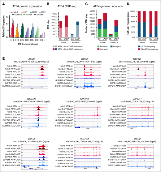 ATF4 induction and target genes following LASP treatment in ALL cell lines. (A) Relative expression of ATF4 protein in ALL cell lines following LASP treatment (n = 3 independent experiments; mean ± SEM). (B) Number of ChIP-seq ATF4 sites (FDR <0.05; n = 2 independent experiments per cell line and timepoint) in Nalm6 (red) and SUPB15 (blue) cells at basal conditions (Ctrl) or after 2 hours of LASP treatment (1 IU/mL; LASP). Dark red and dark blue denote strong peaks (>fivefold ChIP enrichment), whereas light red and light blue denote weaker peaks (<fivefold ChIP enrichment). (C) Genomic locations of ChIP-seq ATF4 sites are provided at basal conditions (Ctrl) and after LASP treatment (1 IU/mL; LASP) in Nalm6 and SUPB15 cells. (D) Percentage of LASP response genes (absolute log2 fold change >1.5; FDR <0.05) with (green) or without (red) promoter-associated ATF4 occupancy at basal conditions (Ctrl) and after LASP treatment (1 IU/mL; LASP). (E) Integrative genomics viewer (IGV) genome browser tracks showing ATF4 ChIP-seq and ATAC-seq of LASP response genes ASNS, SLC7A11, DDIT3, BBC3, GPRIN3, PMEPA1, CCPG1, CARD11, and TRIM2 before and after LASP treatment in Nalm6 and SUPB15 cells.