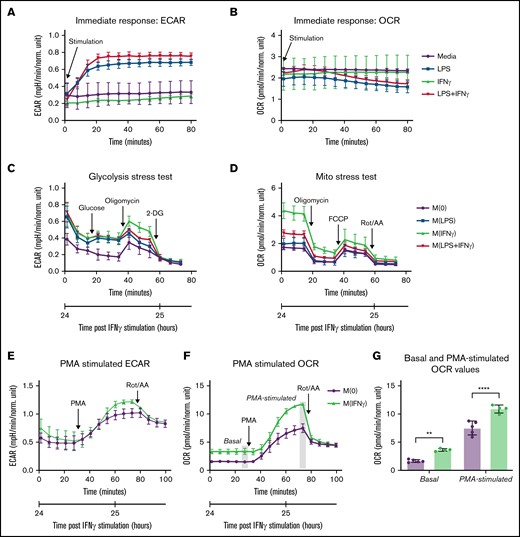 IFNγ Increases Monocyte OCR. (A-B) Real-time changes in ECAR (A) and OCR (B) measured using Seahorse extracellular flux analyzer in primary human monocytes immediately following injection of media alone, LPS, IFNγ, or LPS plus IFNγ (n = 5 technical replicates). (C-D) Primary human monocytes were stimulated with media alone, LPS, IFNγ, or LPS plus IFNγ for 24 hours prior to the start of the assay, then (C) ECAR was measured according to the Seahorse Glycolysis Stress Test or (D) OCR was measured according to the Seahorse Mito Stress Test. For the Glycolysis Stress Test, cells were sequentially treated with glucose (10 mM), oligomycin (1 µM), and 2-deoxyglucose (50 mM). For our modified assay, cells were treated with PMA (100 µM), then, in some cases, rotenone and antimycin A (0.5 µM). For the Mito Stress Test, cells were sequentially treated with oligomycin (2 µM), FCCP (0.5 µM), and rotenone+antimycin A (0.5 µM). OCR and ECAR were measured in a standard, 6-minute cycle. Data displayed in panels A-D are representative tracings of 3 independent experiments. (E-F) Modified Seahorse Assay: primary human monocytes treated with IFNγ or media alone for 24 hours prior to the start of the assay (n = 5 technical replicates). Basal ECAR (E) and OCR (F) measurements were collected, then PMA was injected to stimulate maximal activation, followed by rotenone/antimycin A injection to inhibit mitochondrial oxygen consumption. Real-time changes in ECAR (E) and OCR (F) were monitored. (G) Significant differences in OCR measurements from panel F are displayed, in which the last measurement before PMA injection is used to quantify “basal” OCR, and the last measurement before rotenone/antimycin A injection is used to quantify “PMA-stimulated” OCR throughout the study. Data in panel G were analyzed by 2-way ANOVA with Sidak’s multiple comparisons test. Error bars are mean ± standard error of the mean. **P < .01, ****P < .0001.
