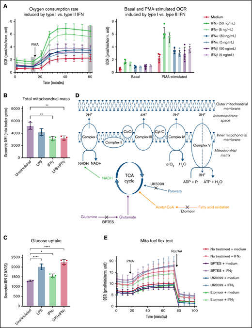 IFNγ-induced increases in OCR are unique to type II interferon and not dependent on total mitochondrial mass, glucose uptake, or substrate-specific catabolism. (A) Real-time changes OCR measured by Seahorse following treatment with media alone or high (50 ng/mL) or low (5 ng/mL) dose of IFNγ, IFNα, or IFNβ for 24 hours prior to the start of the assay. Basal OCR was measured, then PMA (100 ng/mL) was injected during the assay, and OCR was monitored (n = 5 technical replicates). Data in panel A are representative tracings, with bar graphs indicating basal and PMA-stimulated OCR of 3 independent experiments. (B-C) Primary human monocytes were stimulated with media alone, LPS, IFNγ, or LPS plus IFNγ prior to the start of the assay, then (B) total mitochondrial mass was measured using MitoTracker Green staining, and (C) glucose uptake was measured using 2-NBDG by flow cytometry, and the geometric mean fluorescent intensities are indicated in the bar graphs. Data in panels B-C were analyzed by 1-way ANOVA with Dunnett’s multiple comparisons test. Error bars are mean ± standard error of the mean. *P < .05, **P < .01, ***P < .001, ****P < .0001. (D) Schematic representation of the primary mitochondrial fuel sources and their respective inhibitors used in panel E. Primary human monocytes were stimulated with or without IFNγ and in the presence of absence of metabolic inhibitors according to the Mito Fuel Flex Test protocol; healthy control monocytes were left untreated or treated with etomoxir (4 µM), UK5099 (2 µM), or Bis-2-(5-phenylacetamido-1,3,4-thiadiazol-2-yl)ethyl sulfide (3 µM) throughout the 24-hour IFNγ-stimulation period. Oxygen consumption was assessed by Seahorse assay according to a modified Mito Fuel Flex Test protocol (Agilent, 103260-100). Basal OCR measurements were captured after the 24-hour stimulation. PMA (100 ng/mL) was injected during the assay, and PMA-stimulated OCR measurement were collected. Rotenone and antimycin A were then injected, and OCR measurements were collected. For data in panels A and E, n = 5 technical replicates, and the tracings are representative of 3 independent experiments. TCA, tricarboxylic acid.