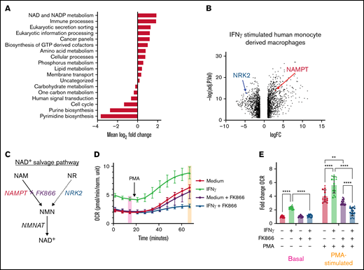 IFNγ induces NAMPT expression and IFNγ-induced increases in OCR are NAMPT-dependent. (A) Metabolic pathway analysis determined by the ERGO™ analysis platform based on differential gene expression from RNA-Seq data shown in panel B. (B) RNA sequencing of human monocyte–derived macrophages stimulated with IFNγ for 24 hours. (C) Diagram representing both NAM/NAMPT and nicotinamide ribose (NR)/NRK2-dependent NAD+ salvage pathways. (D) OCR measured by Seahorse in primary human monocytes treated with media alone or IFNγ with or without NAMPT inhibitor, FK866 (5 nM), for 24 hours prior to the start of the assay (n = 5 technical replicates). Data in panel D are from a representative tracing from 3 independent experiments. (E) Basal and PMA-stimulated OCR values from 3 independent experiments are summarized following normalization to the basal OCR values from samples without IFNγ, FK866, or PMA treatment. Data in panel E were analyzed by 2-way ANOVA with Sidak’s multiple comparisons test. Error bars are mean ± standard error of the mean. **P < .01, ***P < .001, ****P < .0001.