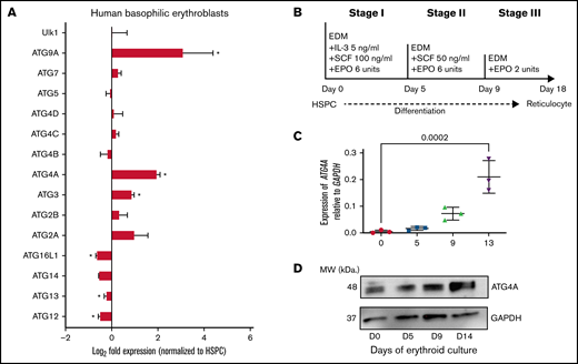 Tissue-specific expression of ATG4A in human erythropoiesis. (A) Fold change (log2) in the expression of ATG genes in human basophilic erythroblasts relative to undifferentiated hematopoietic stem and progenitor cells (HSPCs). Data courtesy of Yan et al (GSE107218).25 The data are plotted as mean ± SEM of 3 independent replicates. Significance was determined using an unpaired 2-tailed Student’s t test. *P < .05. (B) Scheme of ex vivo human erythroid differentiation of CB-derived CD34+ HSPCs. Erythroid culture: immature CD34+ HSPCs are cultured for 18 days in EDM containing the timed addition of cytokines to become reticulocytes. (C) Transcript levels of ATG4A relative to GAPDH on days 0, 5, 9, and 13 of erythroid culture. The data are plotted as mean ± SEM of 3 independent replicates. Significance was determined using a 1-way analysis of variance (ANOVA) followed by a Dunnett post-test. (D) Protein lysates were collected from erythroid culture on days 0, 5, 9, and 13 and analyzed using immunoblot analysis for ATG4A and GAPDH.
