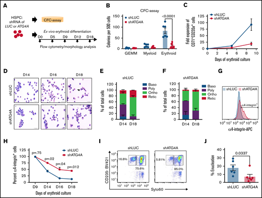 ATG4A promotes human erythroid maturation and enucleation. (A) Human CB-derived CD34+ HSPCs were transduced with control (shLUC) or ATG4A KD (shATG4A) lentiviruses, expanded, and sorted before erythroid culture. (B) Colony-forming potential of CD34+ shRNA expressing HSPCs plated into methylcellulose-containing cytokines. Myeloid, erythroid, or multilineage (CFU-GEMM) colonies were scored by 2 independent investigators. Data shown are plotted as mean ± SEM of 3 independent donors and 2 shRNA hairpins per group. Significance was calculated using a 2-way ANOVA followed by a multiple comparisons test. (C) Fold expansion of erythroid cells stained with CD71 and CD235a on days 5 and 9 of erythroid culture. Data shown are plotted as mean ± SEM of 3 independent donors and 2-shRNA hairpins per group. (D) Erythroid cell morphology evaluated using May-Grunwald-Giemsa–stained cytospins of control or ATG4A KD cells on days 14, 16, and 18 of erythroid culture. Images were taken at 60× magnification. The scale bar is 50 µm. The arrow in the top row highlights enucleated cells in control erythroid cultures. (E) Quantification of erythroid cell morphology on days 14 and 18 May-Grunwald-Giemsa–stained cytospins from control (shLUC) cultures. Baso, basophilic erythroblast; poly, polychromatic erythroblast; ortho, orthochromatic erythroblast; retic, reticulocyte. (F) Quantification of erythroid cell morphology on days 14 and 18 May-Grunwald-Giemsa–stained cytospins from ATG4A KD (shATG4A) cultures. (G) Immunophenotypic evaluation of control and ATG4A KD cells from day 18 of erythroid culture, stained with CD49d. (H) Quantification of CD49d-positive cells on days 9, 14, 16, and 18 of erythroid culture. Data shown are plotted as mean ± SEM of 2 independent donors. Significance calculated using Student 2-tailed t test. (I and J) Enucleation efficiency on day 18 of differentiation. Enucleation efficiency was quantified using flow cytometry. Enucleated cells were defined as GLYA+ SYTO60−. Data shown are plotted as mean ± SEM of 3 independent donors and 2 shRNA hairpins per group.