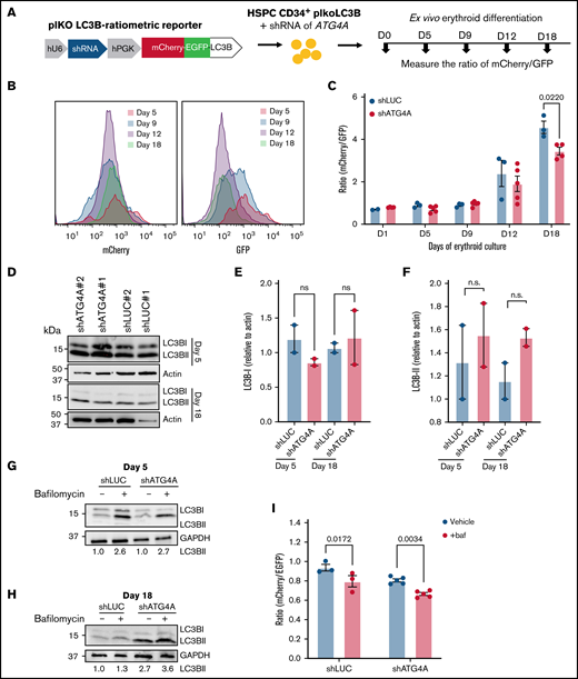 ATG4A promotes macroautophagy during erythropoiesis. (A) Schematic design of the LC3B-GFP-mCherry autophagy ratiometric reporter. (B) Representative histograms of mCherry and GFP fluorescence measured by flow cytometry in human erythroid cells expressing the LC3B-ratiometric reporter on days 5, 9, 12, and 18 of erythroid differentiation. (C) LC3B-ratiometric reporter mCherry/GFP ratio in control and ATG4A KD erythroid differentiation. The ratio of mCherry/GFP from control (shLUC) and ATG4A KD (shATG4A) erythroid cells was plotted on days 1, 5, 9, 12, and 18 of erythroid culture. The fluorescence of mCherry and GFP was quantified using flow cytometry. Data shown are plotted as mean ± SEM of 3 independent donors and 2 shRNA hairpins per group. Significance was determined using a 2-way ANOVA followed by a multiple comparisons test. (D) LC3B protein level in lysates harvested from days 5 and 18 of erythroid culture immunoblotted for LC3B and β-actin. (E and F) Quantification of immunoblots for LC3B-I and LC3B-II relative to β-actin on days 5 and 18 of erythroid culture. Data plotted as mean ± SEM of 2 hairpins per group from a single CB donor. (G and H) LC3B protein level in control and ATG4A KD cells from days 5 and 18 of culture treated with 200 nM of bafilomycin A1 for 4 hours. Lysates were analyzed with anti-LC3B and GAPDH. (I) The ratio of mCherry to GFP fluorescence in erythroid cells expressing the LC3B-ratiometric reporter from day 5 of culture treated with 200 nM of bafilomycin A1 for 4 hours. Following treatment, the ratio of mCherry to GFP was quantified by flow cytometry. Data shown are plotted as mean ± SEM of 3 independent donors and 2 shRNA hairpins per group. Significance was evaluated using a 2-way ANOVA followed by a multiple comparisons test.