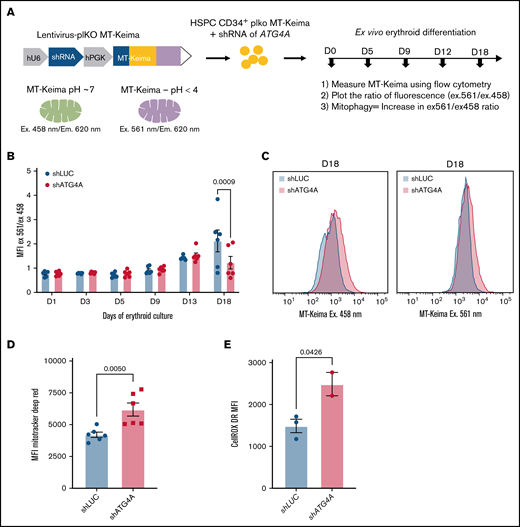 ATG4A promotes mitochondrial clearance during terminal erythroid maturation. (A) Scheme of the MT-Keima mitophagy reporter. (B) The 561/458 MT-Keima fluorescence ratio measured by flow cytometry on days 1, 3, 5, 9, 13, and 18 of erythroid culture. HSPCs transduced with MT-Keima control (shLUC) or MT-Keima ATG4A KD (shATG4A) reporters were stained with CD71 and GLYA to gate on a total erythroid population. A significant difference in the 561:458 ratio between control and ATG4A KD cells was found only on day 18 of culture. Data shown are plotted as mean ± SEM of 3 independent donors and analyzed using a 2-way ANOVA followed by a multiple comparisons test. (C) Representative flow plots of MT-Keima fluorescence at 458 nm or 561 nm excitation on day 18 of erythroid differentiation. (D and E) Mitotracker Deep Red (MDR) or CellROX Deep Red levels on day 18 of erythroid culture. Control and ATG4A KD erythroid cells were stained with GLYA, and MDR mean fluorescence intensity was measured by flow cytometry. Significance was evaluated using Student t test. Data shown are plotted as mean ± SEM of 3 independent donors and 2 shRNA hairpins per group (D). Data shown are plotted as mean ± SEM of 2 independent donors (E).