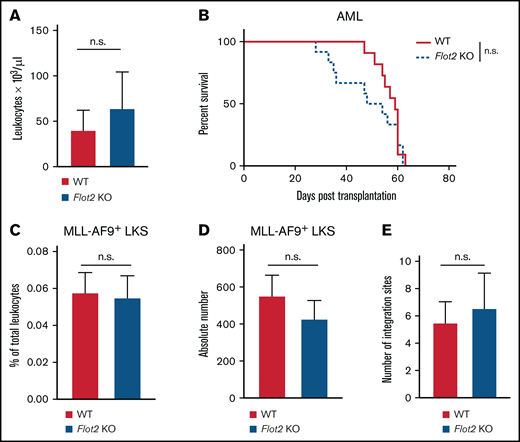 Deficiency of FLOT2 in LIC does not alter disease course in MLL–AF9-driven AML. (A) Leukocyte counts × 103/μL, (n.s.; t test; n = 11) in PB of WT mice transplanted with MLL-AF9+ BM from WT (red) or Flot2 KO (blue) mice 34 days after transplantation. (B) Kaplan-Meier-style survival curve of WT recipient mice transplanted with BM from WT (solid line, red) or Flot2 KO (dashed line, blue) mice, transduced with MLL–AF9-expressing retrovirus (n.s.; log-rank test; n = 11-12). (C-D) Percentage of total leukocytes (n. s.; t test; n = 5) (C) and absolute number per femur of GFP+ (MLL-AF9+) WT (black) or Flot2 KO (blue) LKS cells (n.s.; t test; n = 5) (D), which homed to the BM of WT mice 18 hours after transplantation. (E) Quantification of proviral integration sites by LDI PCR on DNA derived from spleens of WT mice which had been transplanted with WT (red) or Flot2 KO (blue) MLL-AF9-transduced BM in the AML model (n.s.; t test; n = 9-10).