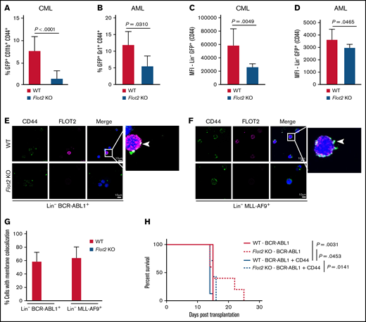 FLOT2 influences the expression of CD44 in CML and AML cells. (A) Percentage of GFP+ (BCR-ABL1+) CD11b+ CD44+ cells of all GFP+ CD11b+ cells in the PB of mice transplanted with WT (red) or Flot2 KO (blue) BM, transduced with BCR–ABL1-expressing retrovirus (P < .0001; t test; n = 4). (B) Percentage of GFP+ (MLL-AF9+) Gr1+ CD44+ cells of all GFP+ Gr1+ cells in the PB of mice transplanted with WT (red) or Flot2 KO (blue) BM, transduced with MLL–AF9-expressing retrovirus (P = .031; t test; n = 4-5). (C-D) Mean fluorescence intensity of CD44 on oncogene positive (GFP+) lineage negative cells from mice transplanted with WT (red) or Flot2 KO (blue) BM, transduced with BCR–ABL1- (P = .0049; t test; n = 3-4) (C) or MLL–AF9-expressing retrovirus (P = .0465; t test; n = 4-5) (D). (E-F) Immunofluorescence staining for CD44 and FLOT2 on lineage negative BCR-ABL1+ (E) or MLL-AF9+ (F) cells from the BM of WT mice with CML (E) or AML (F) showing the colocalization of both proteins. The nuclei are counterstained with DAPI. The scale bar represents 10 µm. (G) Quantification of the immunofluorescence staining in (E-F). The percentage of white CD44 and FLOT2 colocalization signals per cell was quantified in WT (red) vs Flot2 KO (blue) BCR-ABL1+ vs MLL-AF9+ Lin− cells. (H) Kaplan–Meier-style survival curve of WT recipient mice transplanted with WT (solid line) or Flot2 KO (dotted line) BM, transduced with BCR–ABL1- (red line) or BCR–ABL1–CD44-overexpressing retrovirus (blue line) (Log-rank test; n = 5-7).