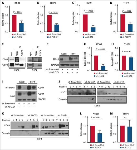 Knockdown of FLOT2 in human leukemia cell lines impacts leukemia cell physiology and function. (A-B) Relative adhesion of K562 (P = .0006; t test; n = 4) (A) or THP1 cells (P = .0029; t test; n = 4) (B), transduced with Scrambled shRNA (red)- or FLOT2 shRNA (blue)-expressing lentivirus to E–selectin-coated plates; 7 × 104 cells had been plated and allowed to adhere for 6 hours. (C-D) Transwell migration of K562 (P = .0002; t test; n = 3) (C) or THP1 (P = .0112.; t test; n = 3) (D) cells transduced with Scrambled shRNA (red)- or FLOT2 shRNA (blue)-expressing lentivirus toward HS-5 stromal cells. Leukemia cells (1.5 × 105) had been plated and allowed to migrate for 16 hours through an 8 µm pore size transwell. (E) Coimmunoprecipitation of lysates of K562 (left) vs THP1 (right) cells with anti-CD44 and anti-FLOT2 antibodies. The subsequent Western blot was performed with an antibody to CD44 (82 kDa) and FLOT2 (49 kDa). The blots are representative of 3 independent replicates. (F) Immunoblot showing the expression of CD44 (82 kDa) and GAPDH (37 kDa) as loading control in lysates of K562 and THP1 cells transduced with Scrambled shRNA- or FLOT2 shRNA-expressing lentivirus. The blot is representative of 5 independent experiments. (G-H) Relative mean fluorescence intensity of CD44 on K562 (P = .0001; t test; n = 5) (G) and THP1 (P = .0145; t test; n = 5) (H) cells, transduced with Scrambled shRNA- or FLOT2 shRNA-expressing lentivirus. (I) Immunoblot of cell lysates from a cell surface biotinylation assay on K562 or THP1 cells, transduced with Scrambled shRNA- or FLOT2 shRNA-expressing lentivirus. Total protein samples (input) and samples containing biotinylated cell surface proteins and immunoprecipitated with streptavidin-binding beads (IP-Biotin) were probed with an antibody to CD44 (82 kDa) and GAPDH (37 kDa). The images are representative of 2 independent experiments. (J-K) Membrane fractions of K562 (J) and THP1 (K) cells transduced with Scrambled shRNA- or FLOT2 shRNA-expressing lentivirus. The lipid raft protein caveolin (46 kDa) and CD44 (82 kDa) were detected by immunoblotting. The numbers represent the different membrane fractions obtained via a sucrose gradient. (L-M) Relative adhesion of K562 (P = .008; t test; n = 3) (L) or THP1 cells (n.s.; t test; n = 3) (M), transduced with Scrambled shRNA (red)- or FLOT2 shRNA (blue)-expressing lentivirus, to HS-5 stromal cells; 7 × 104 cells had been plated and allowed to adhere for 6 hours.
