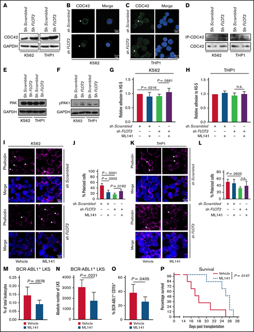 CDC42 is differentially expressed, regulated, and localized in FLOT2-deficient CML cells. (A) Immunoblot of lysates from K562 (left) vs THP1 (right) cells, transduced with either Scrambled shRNA- or FLOT2 shRNA-expressing lentivirus, probed with antibodies to CDC42 (42 kDa) or GAPDH (37 kDa). The images are representative of 4 independent experiments. (B-C) Immunofluorescence staining for CDC42 in K562 (B) or THP1 (C) cells, transduced with either Scrambled shRNA- or FLOT2 shRNA-expressing lentivirus. The images are representative of 3 independent experiments. The scale bar represents 10 µm. (D) Coimmunoprecipitation of lysates of K562 (left) and THP1 (right) with PAK1-protein binding beads (PAK1 PDB) as part of a CDC42 activation assay. PAK1 was used as a downstream effector of CDC42 to isolate the active GTP-bound form of CDC42. The Western blot was performed using an anti-CDC42 antibody (42 kDa). (E-F) Immunoblot of lysates from K562 (left) vs THP1 (right) cells, transduced with either Scrambled shRNA- or FLOT2 shRNA-expressing lentivirus, probed with antibodies to PAK1 (68 kDa) (E), pPAK1 (70 kDa) (F), and GAPDH (37 kDa). The images are representative of 5 independent experiments. (G-H) Relative adhesion of K562 (ANOVA; Tukey test; n = 4) (G) or THP1 (ANOVA; Tukey test; n = 6) (H) cells, transduced with sh Scrambled- or FLOT2 shRNA-expressing lentivirus and treated with vehicle or the CDC42 inhibitor ML141 (5 nM) to HS-5 stromal cells. The cells were allowed to adhere for 6 hours. (I-J) Immunofluorescence staining (I) and quantification (J) of F-actin using phalloidin in K562 cells, transduced with Scrambled shRNA- or FLOT2 shRNA-expressing lentivirus and treated with vehicle or the CDC42 inhibitor ML141 (100 nM for 6 h). (K-L) Immunofluorescence staining (K) and quantification (L) of F-actin using phalloidin in THP1 cells, transduced with Scrambled shRNA- or FLOT2 shRNA-expressing lentivirus and treated with vehicle or the CDC42 inhibitor ML141 (100 nM for 6 h). (M-N) Percentage of total leukocytes (P = .0578; t test; n = 5) (M) and absolute number per femur of GFP+ (BCR-ABL1+) WT LKS cells (P = .0221; t test; n = 5) (N), which had been pretreated ex vivo with vehicle (red) or the CDC42 inhibitor ML141 (5 µM for 4 hours) (blue) and homed to the BM of WT mice 18 hours after transplantation. (O) Percentage of BCR-ABL1+ (GFP+) CD11b+ myeloid cells of total leukocytes in the PB (day 13 after transplantation) of mice transplanted with WT BM transduced with BCR–ABL1-expressing retrovirus and ex vivo pretreated with vehicle (red) or the CDC42 inhibitor ML141 (blue) (5 µM for 4 hours) before transplantation, (P = .0405; t test; n = 5). (P) Kaplan–Meier-style survival curve of WT recipient mice transplanted with WT BM transduced with BCR–ABL1-expressing retrovirus and ex vivo pretreated with vehicle (solid line, red) or the CDC42 inhibitor ML141 (dotted line, blue) (5 µM for 4 hours) before transplantation (P = .0147; log-rank test; n = 6).